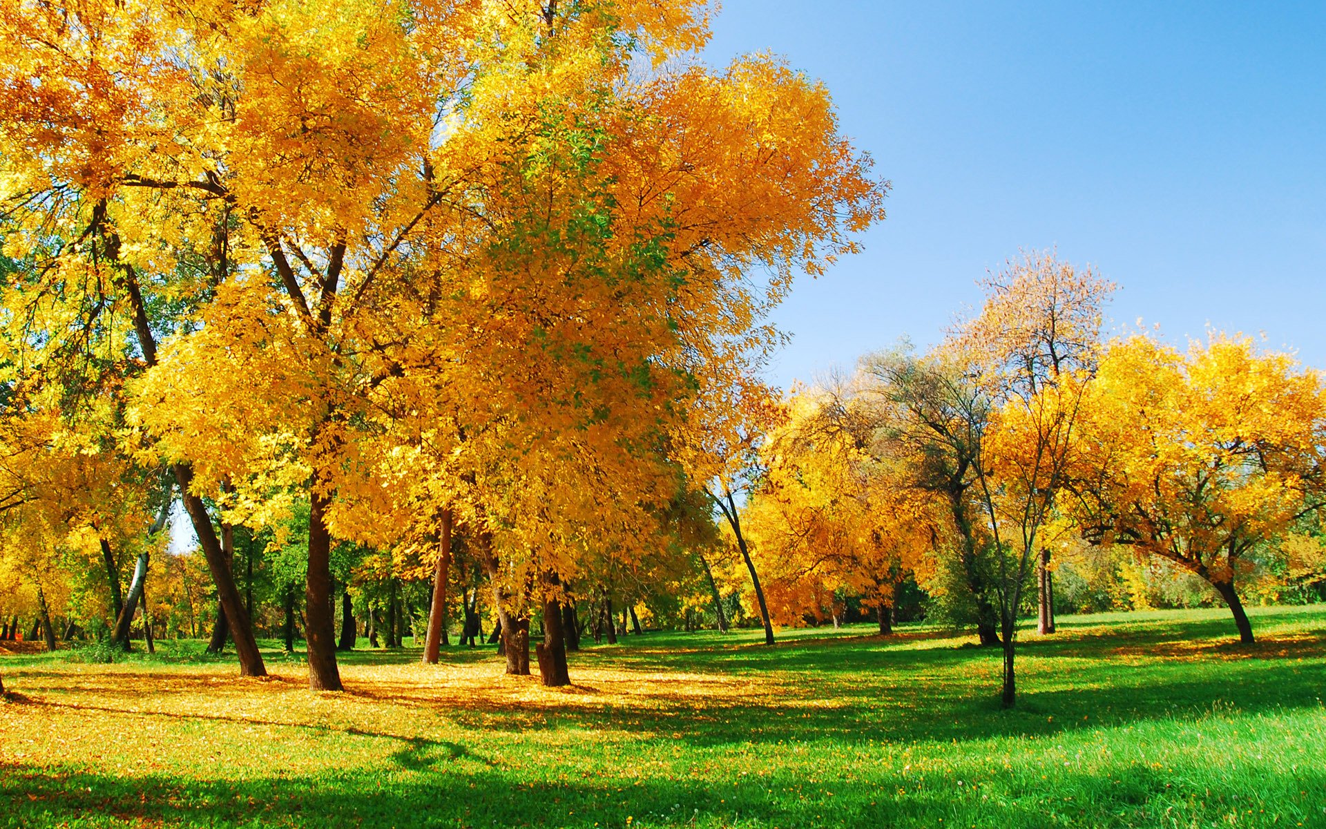 nature tree forest autumn sunlight