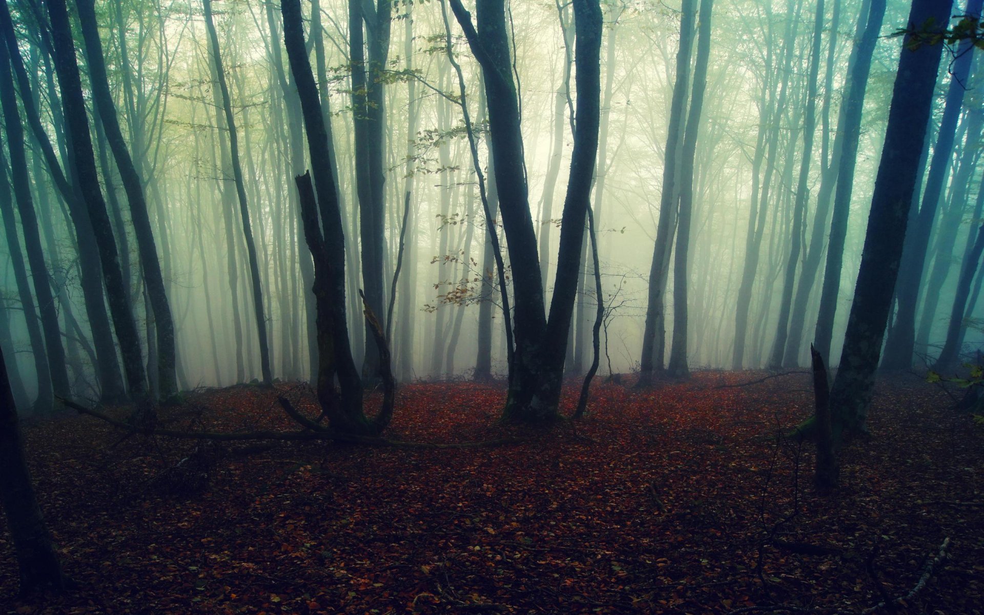 nature forêt arbres automne feuilles brouillard fond fond d écran