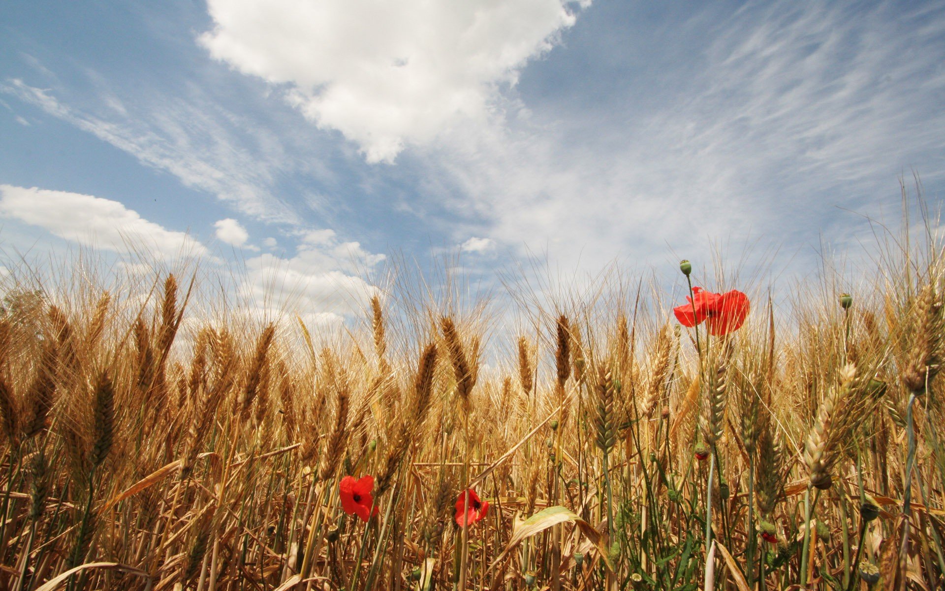 feld ohren himmel wolken mohnblumen blumen sommer