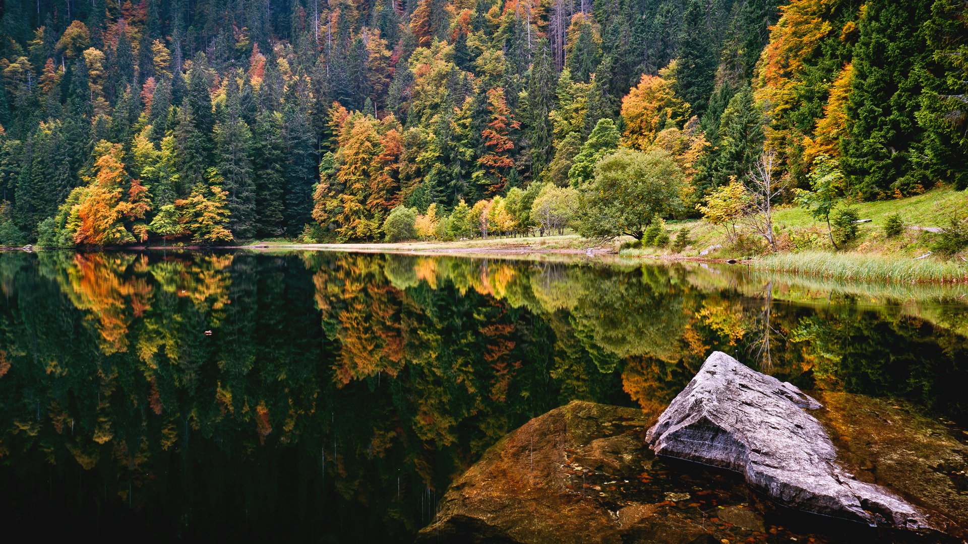 lago foresta pietra autunno