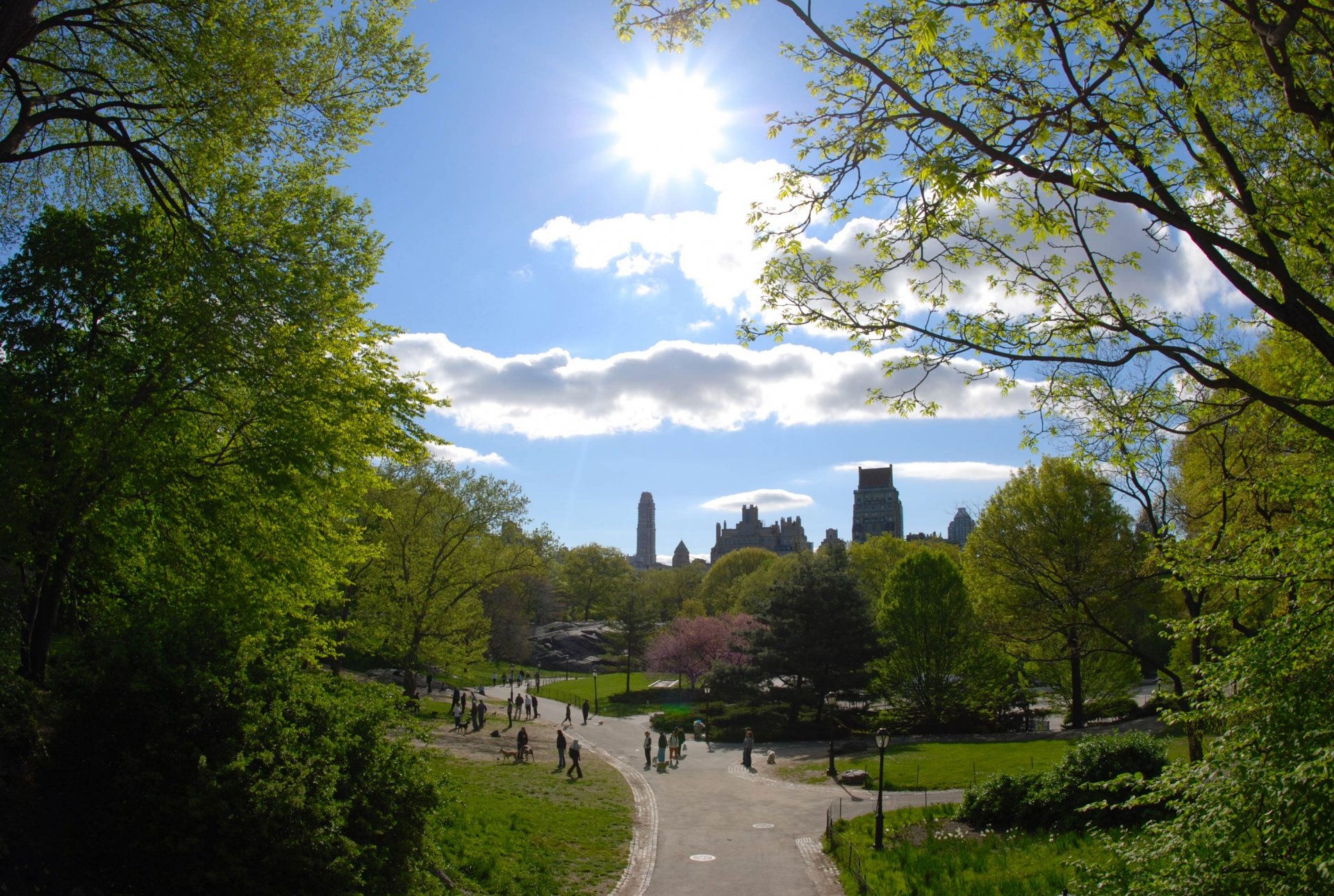 new york new york parco alberi sentiero sentieri città stati uniti