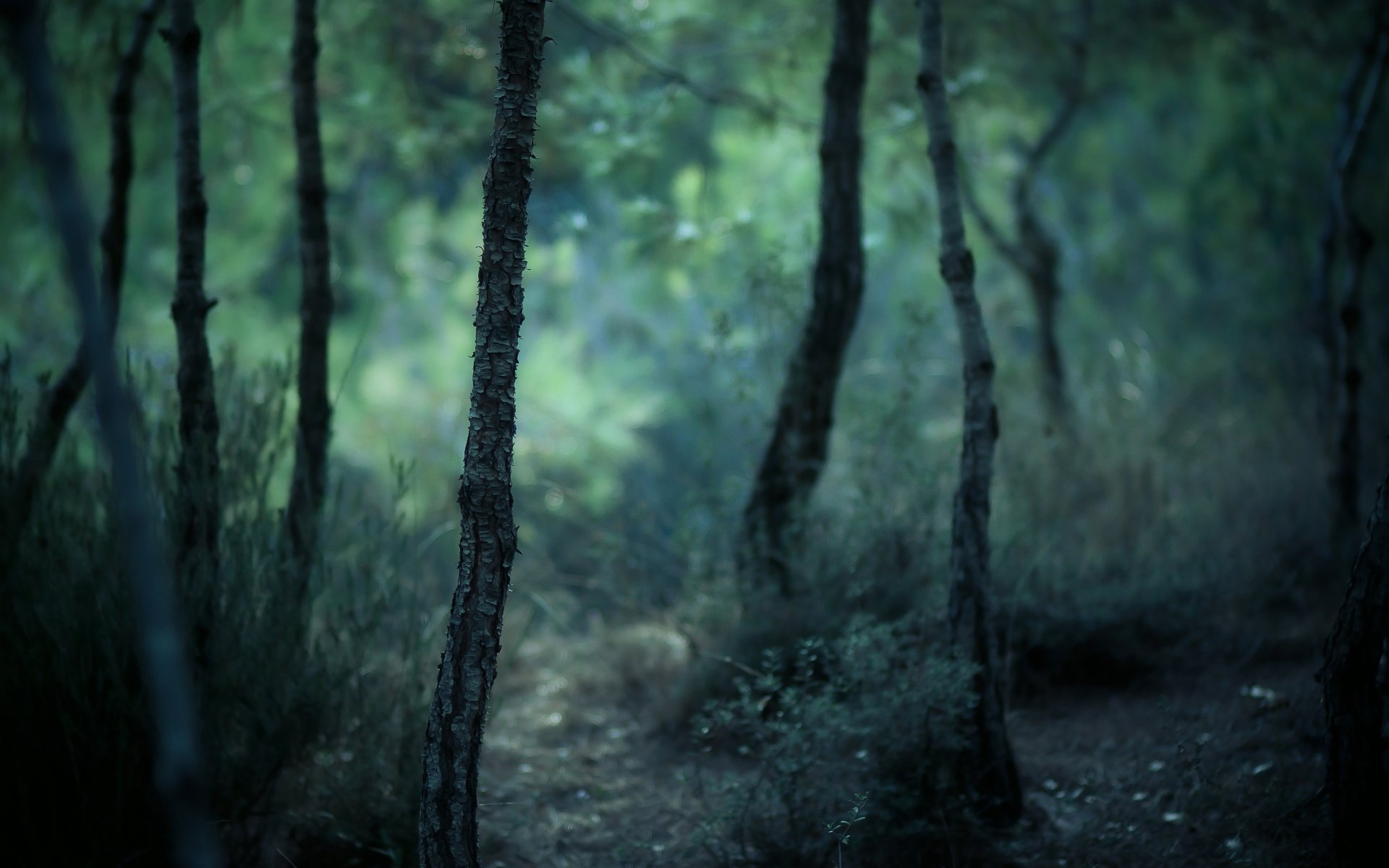 natur bäume stämme rinde wald