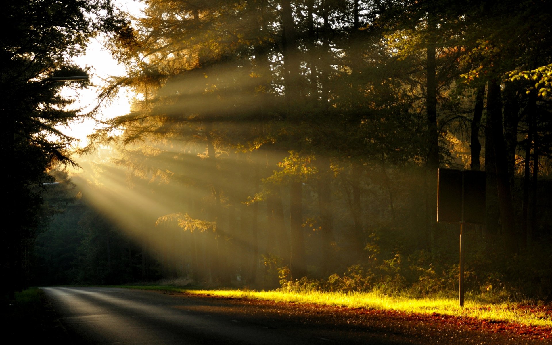 nature forest tree road morning dawn sun ray