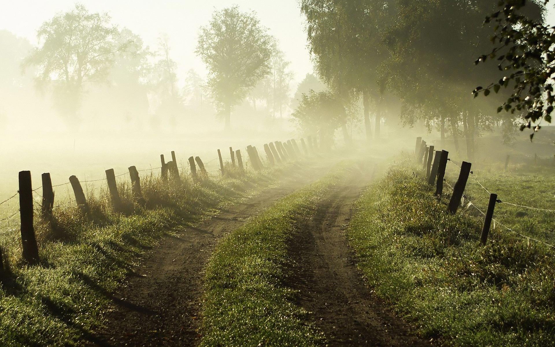 morgen morgendämmerung nebel straße gras zaun zaun bäume natur