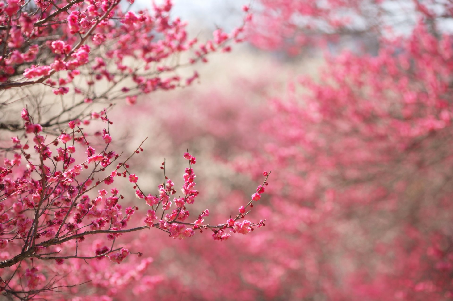 akura pink flowering branches twigs background focus spring flowers nature