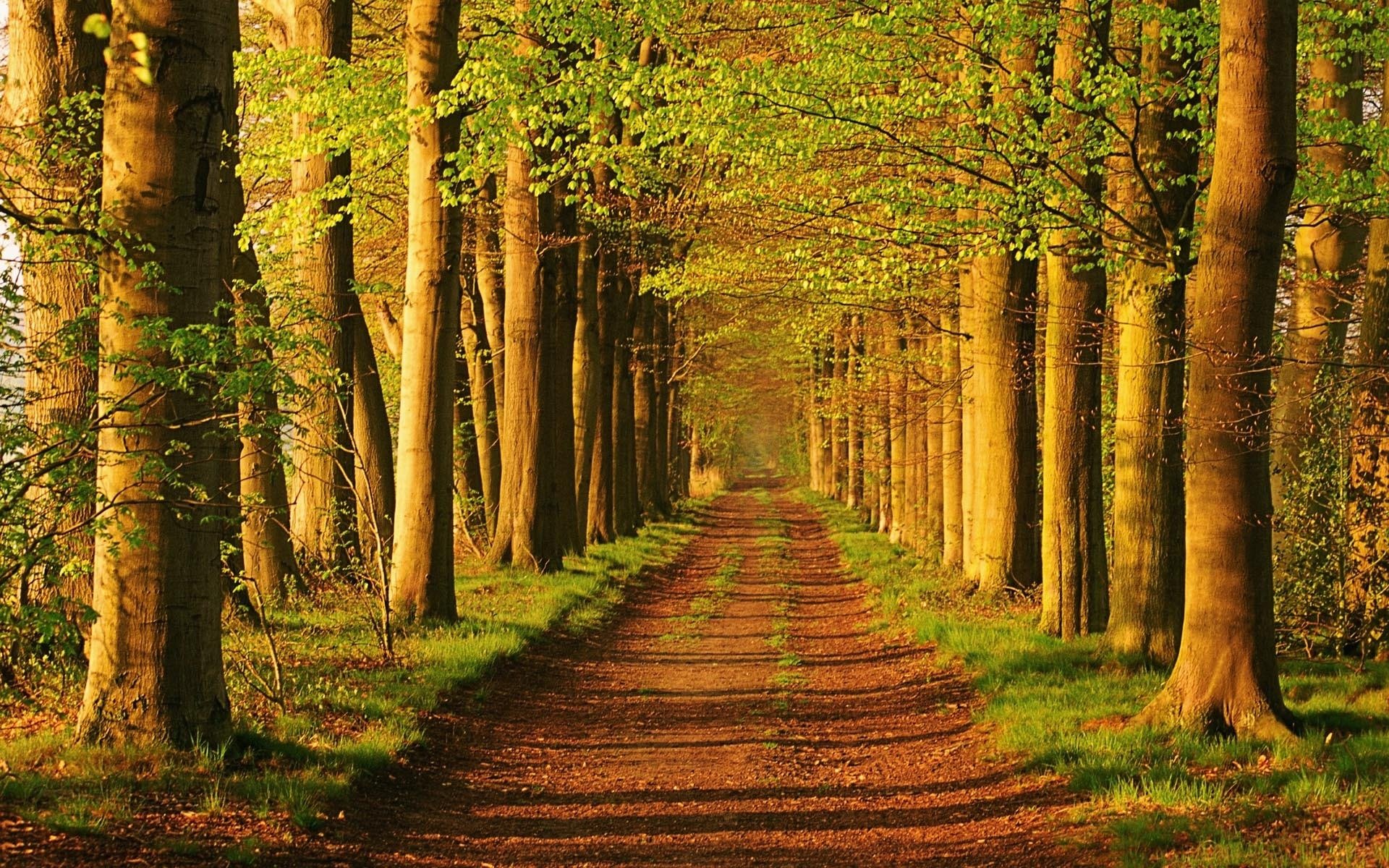 allée arbres route lumière verdure