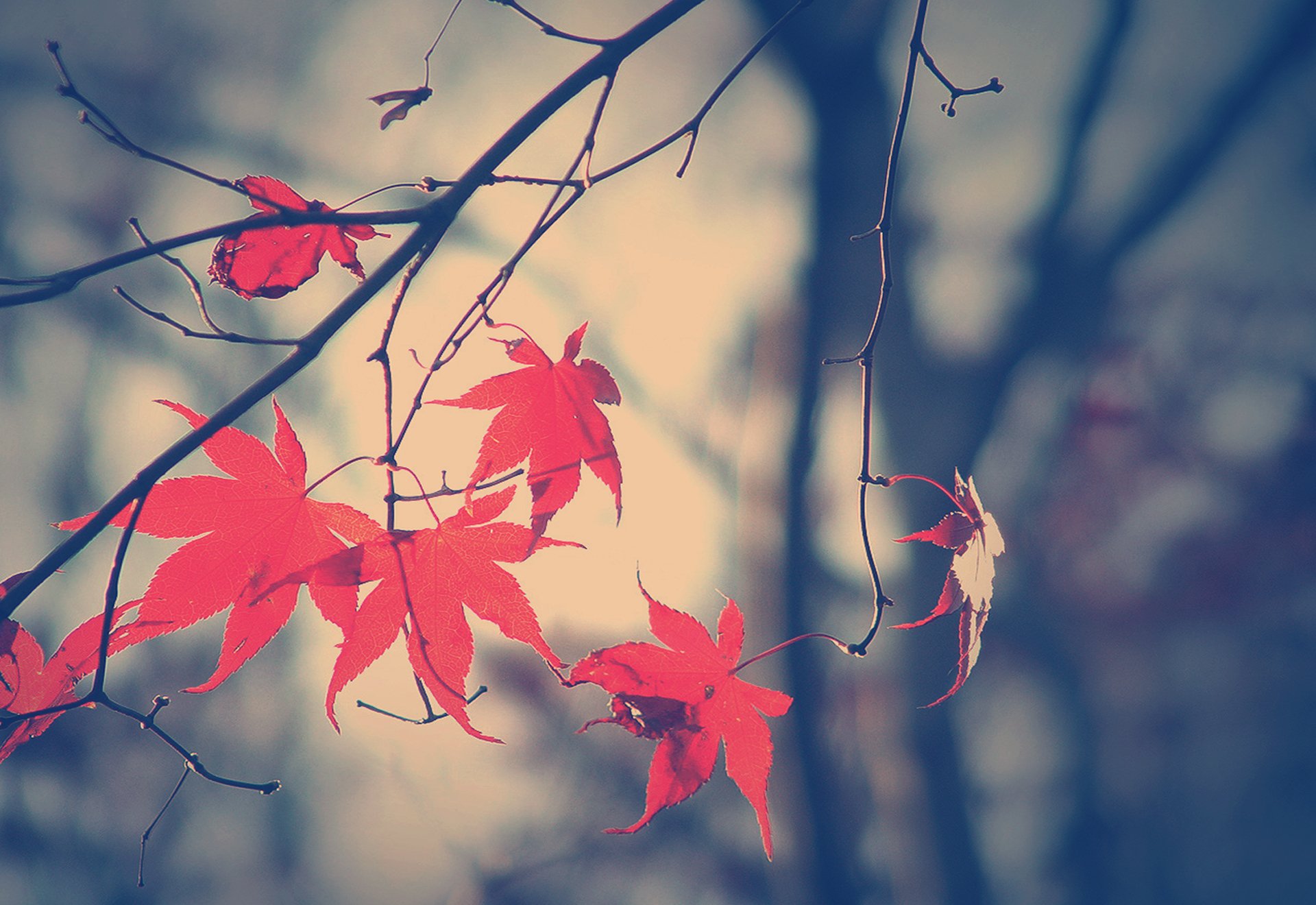 fall autumn branch leave