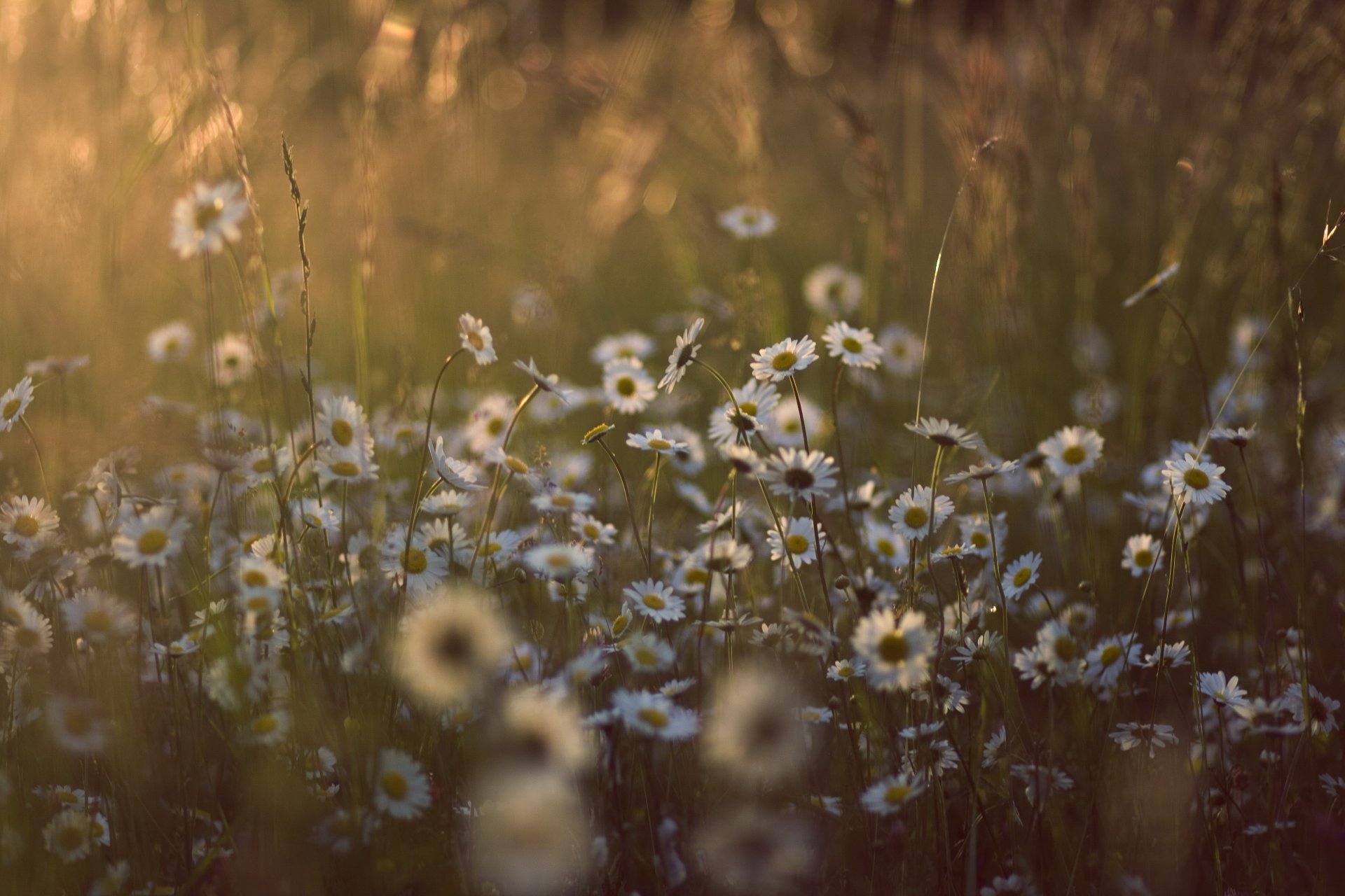 marguerites clairière fleurs herbe lumière soleil été nature