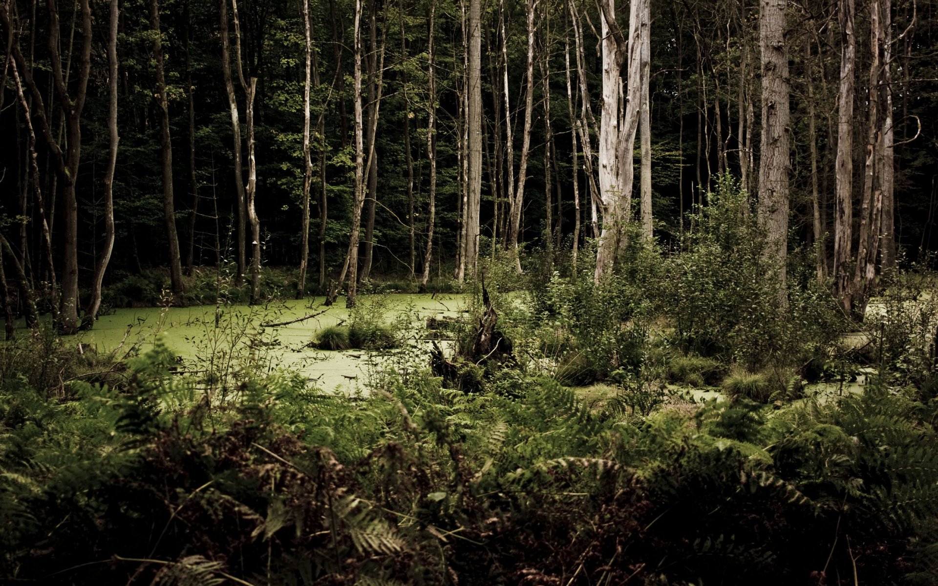 nature tree forest bog swamp