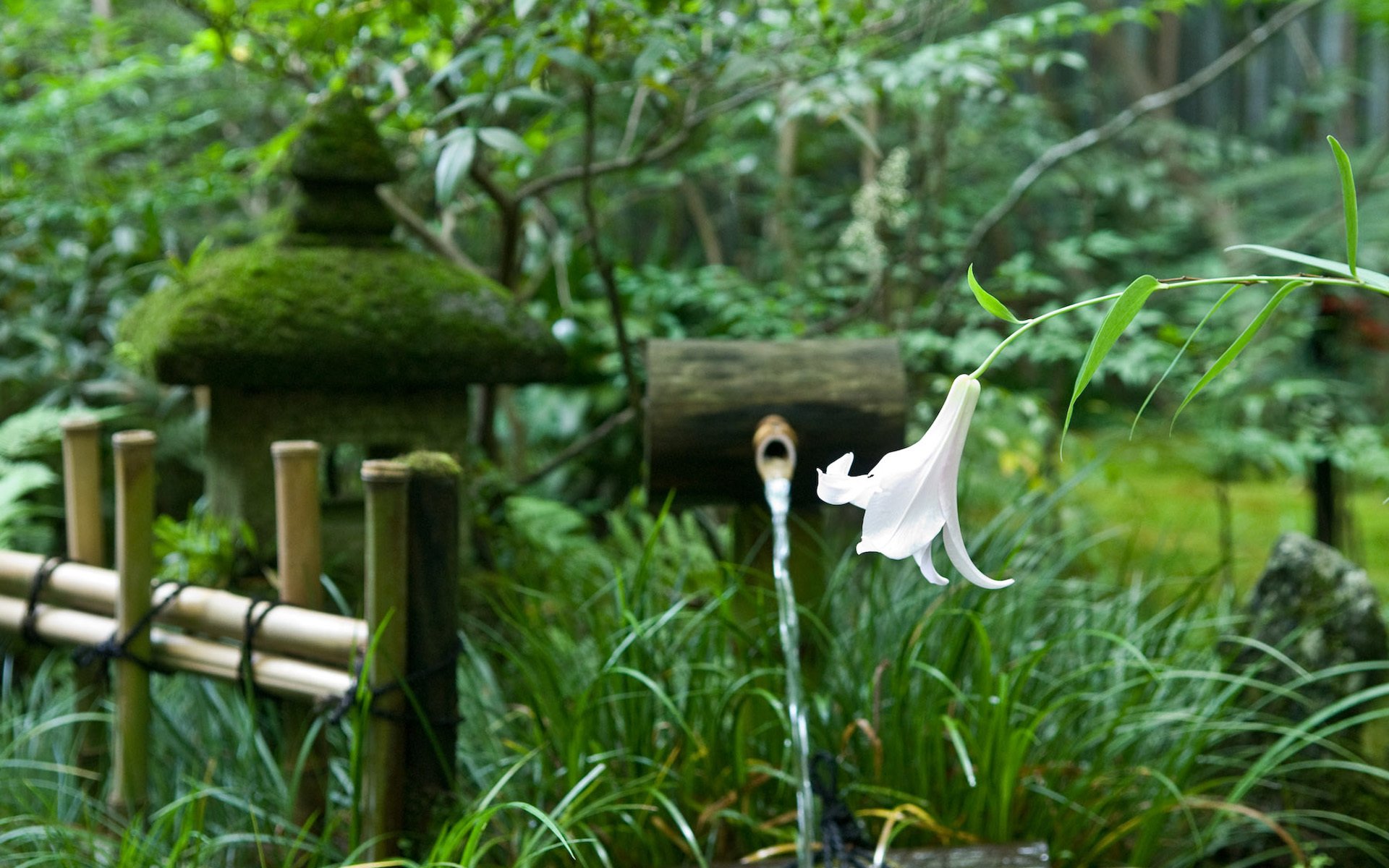 japan supplies lily flower tree spring fence