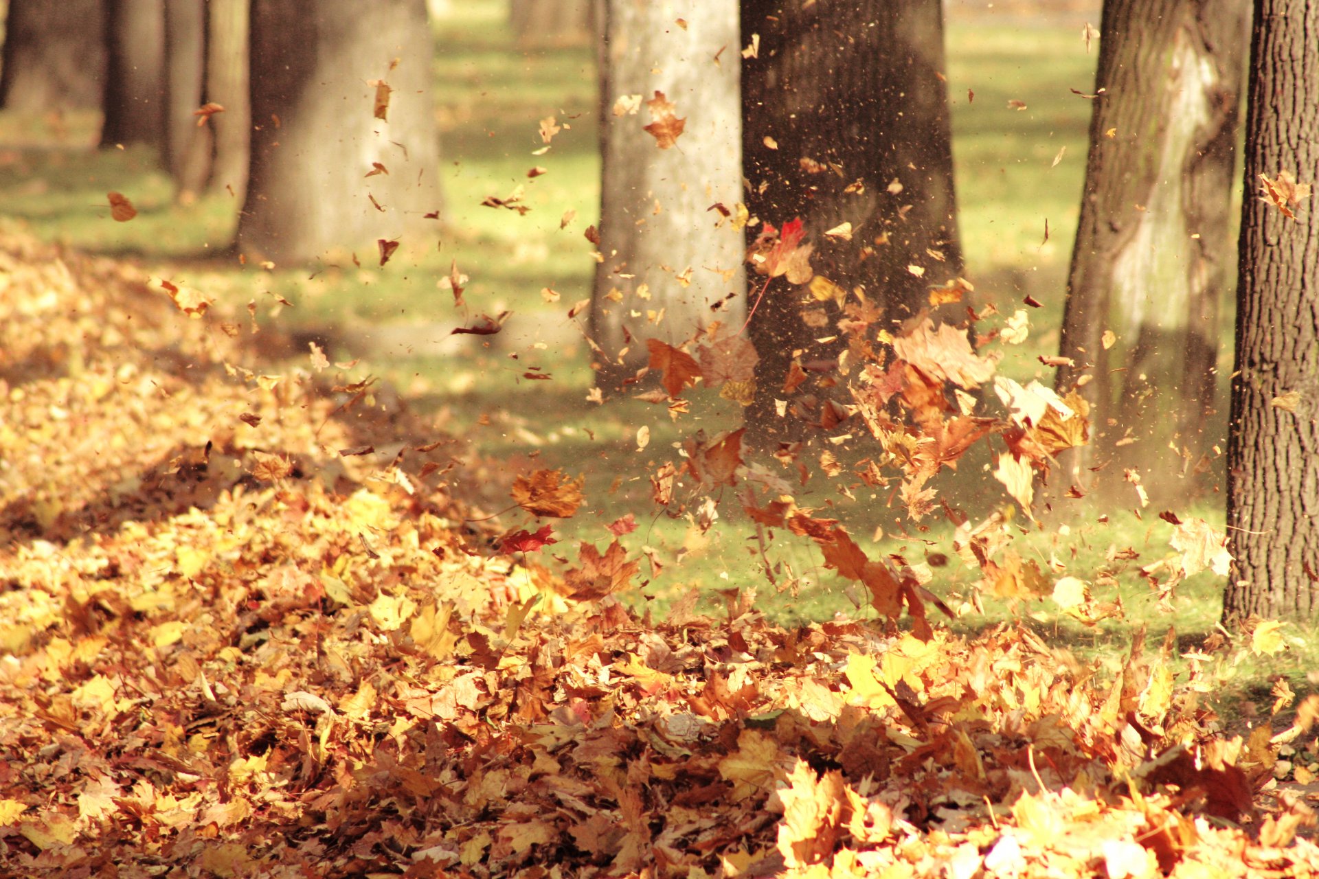 leaves autumn nature air wind