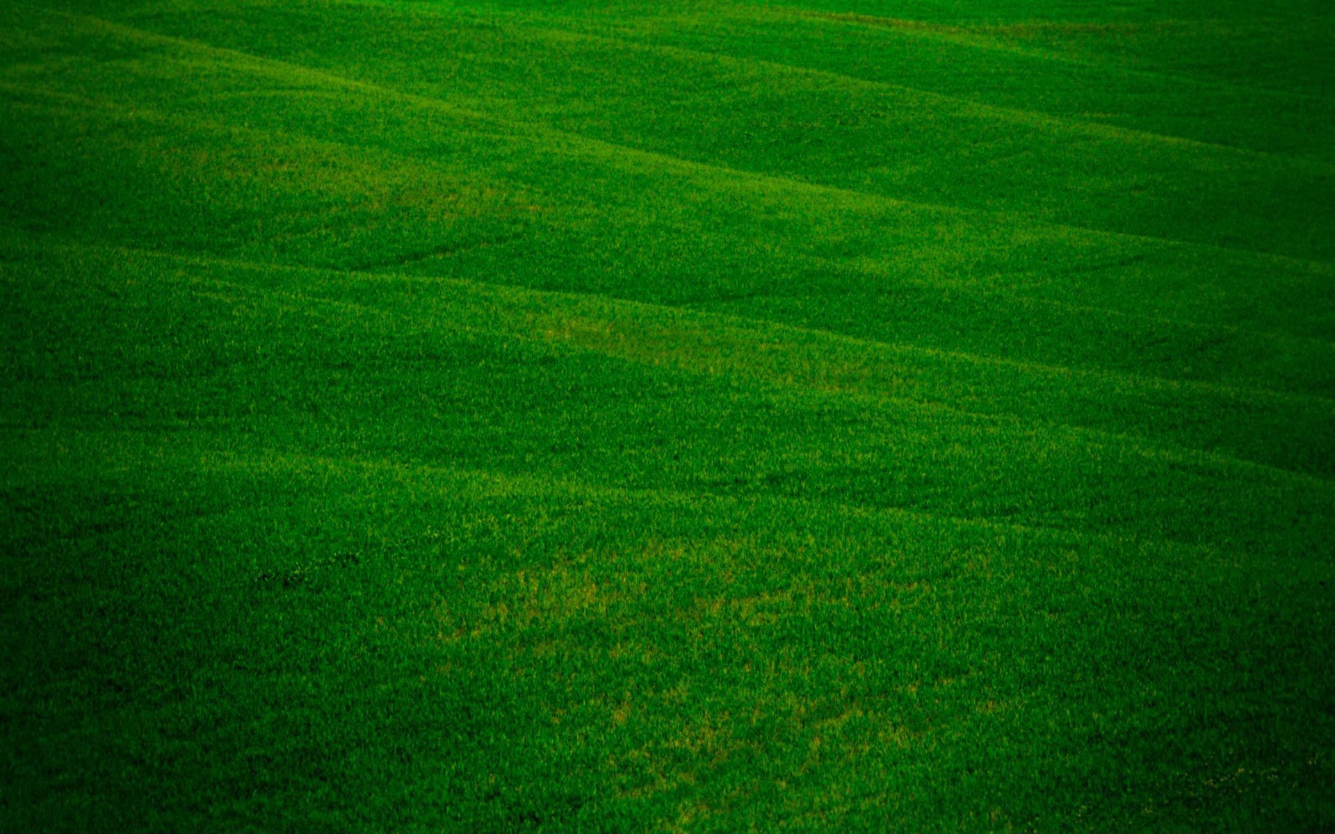 the field of the field nature green freshness grass grass travichka