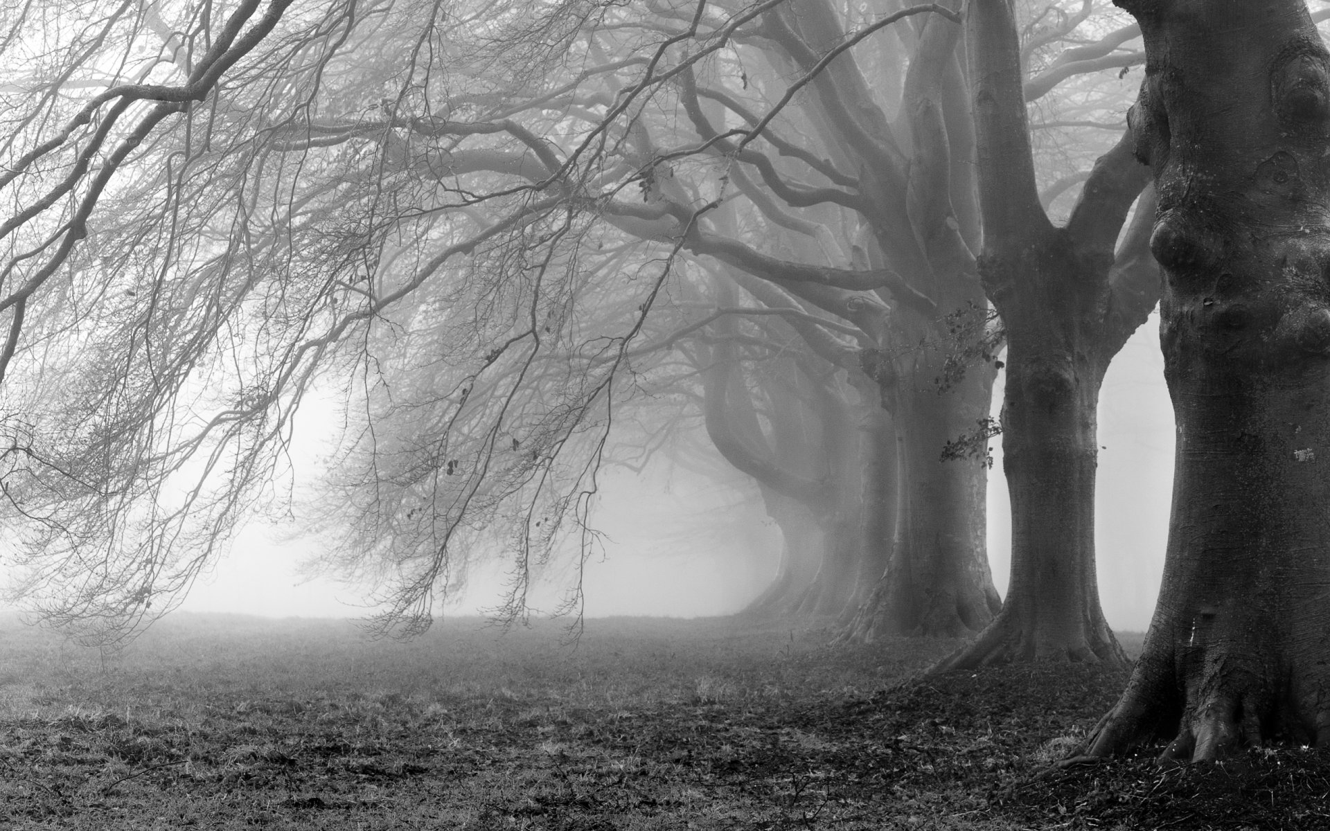 alberi nebbia rami rami nero bianco foto sfondo carta da parati