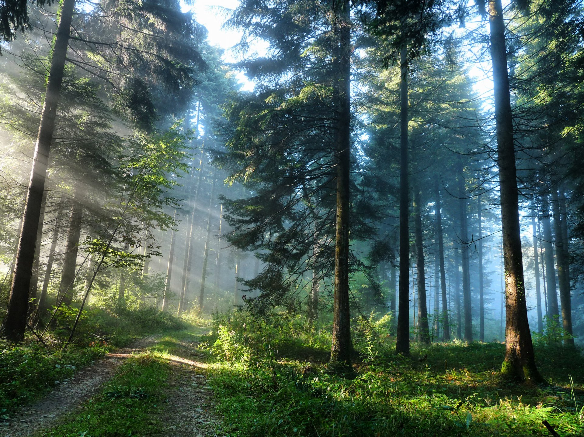 natura strada foresta luce