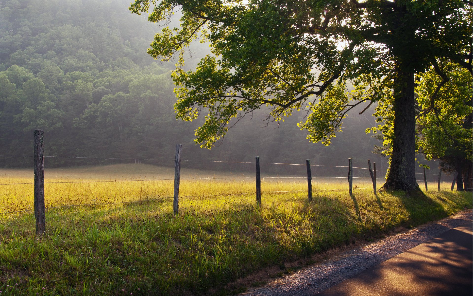 nature tree grass fence road fog dawn rays sun