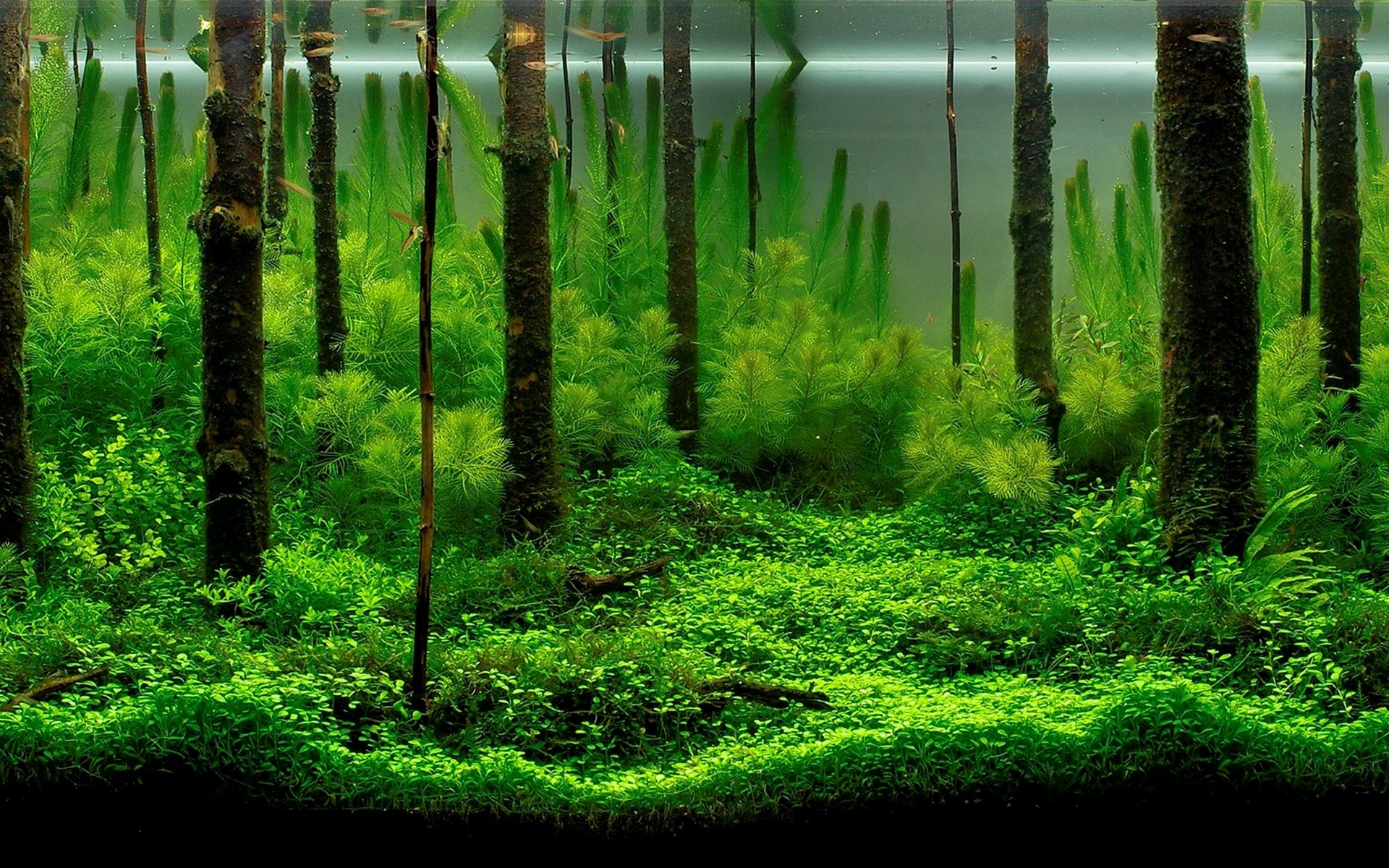 aquarium fish algae