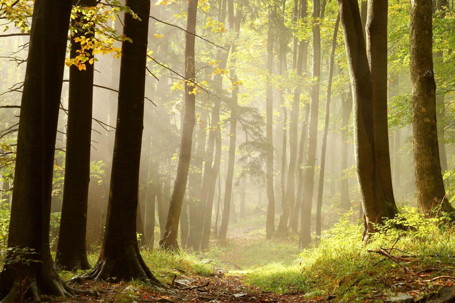 forêt arbres herbe broussailles rayons