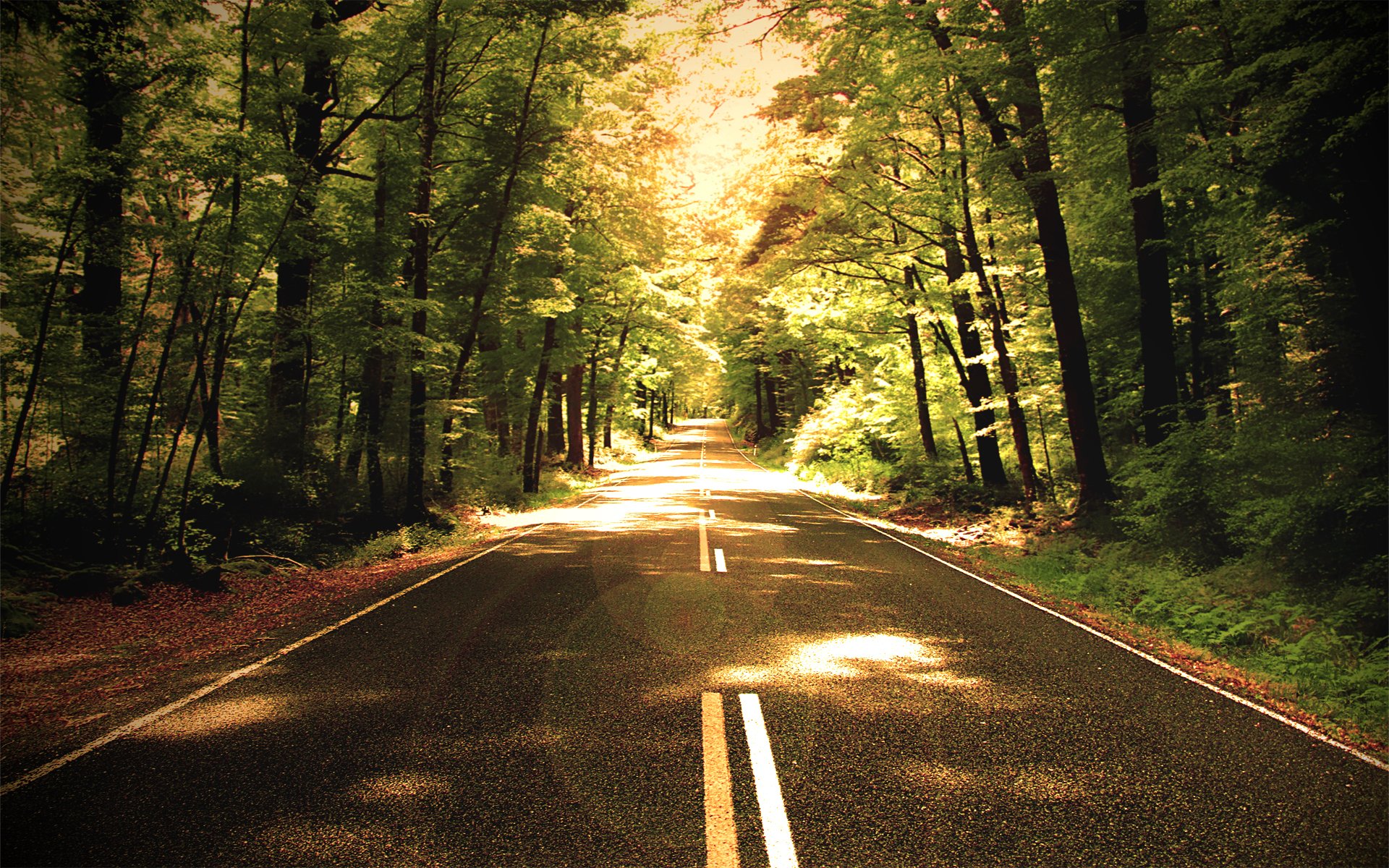 natur wald straße weg bäume foto