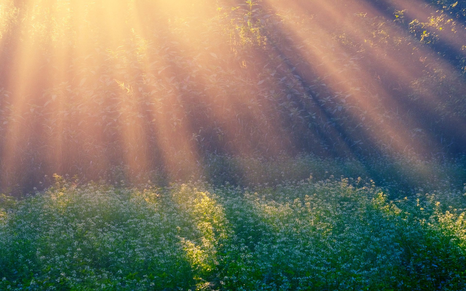 morgensonne strahlen lichtung morgen