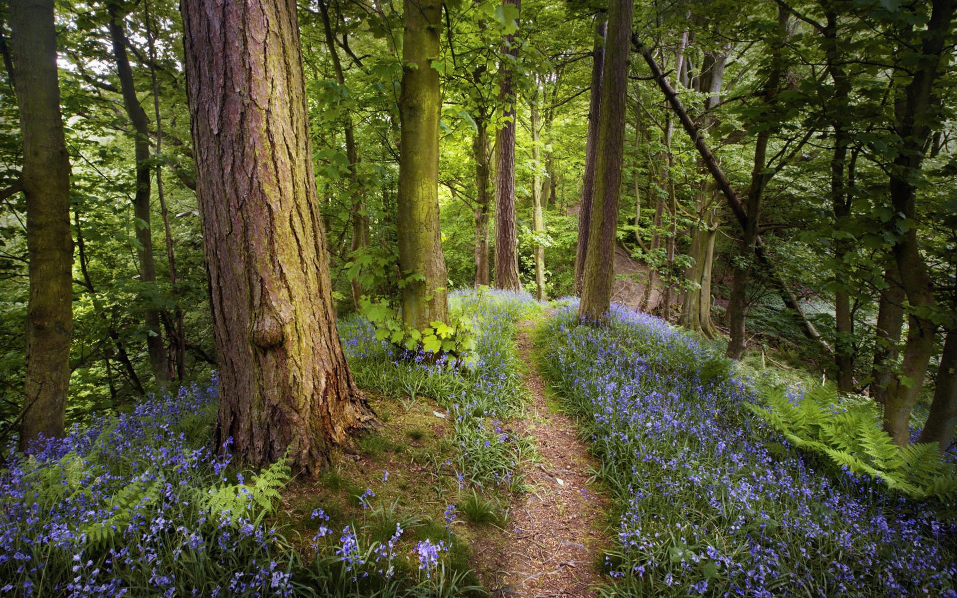 forest flower fern tree trunks trail path spring nature