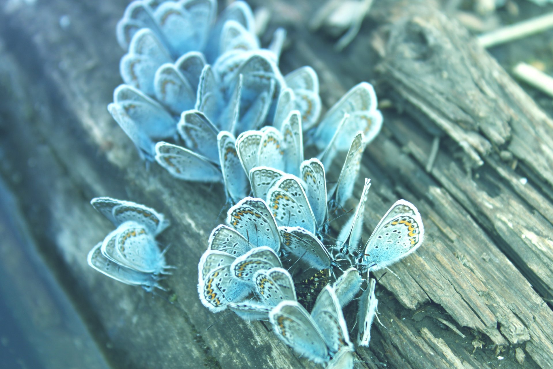 nature butterfly tree