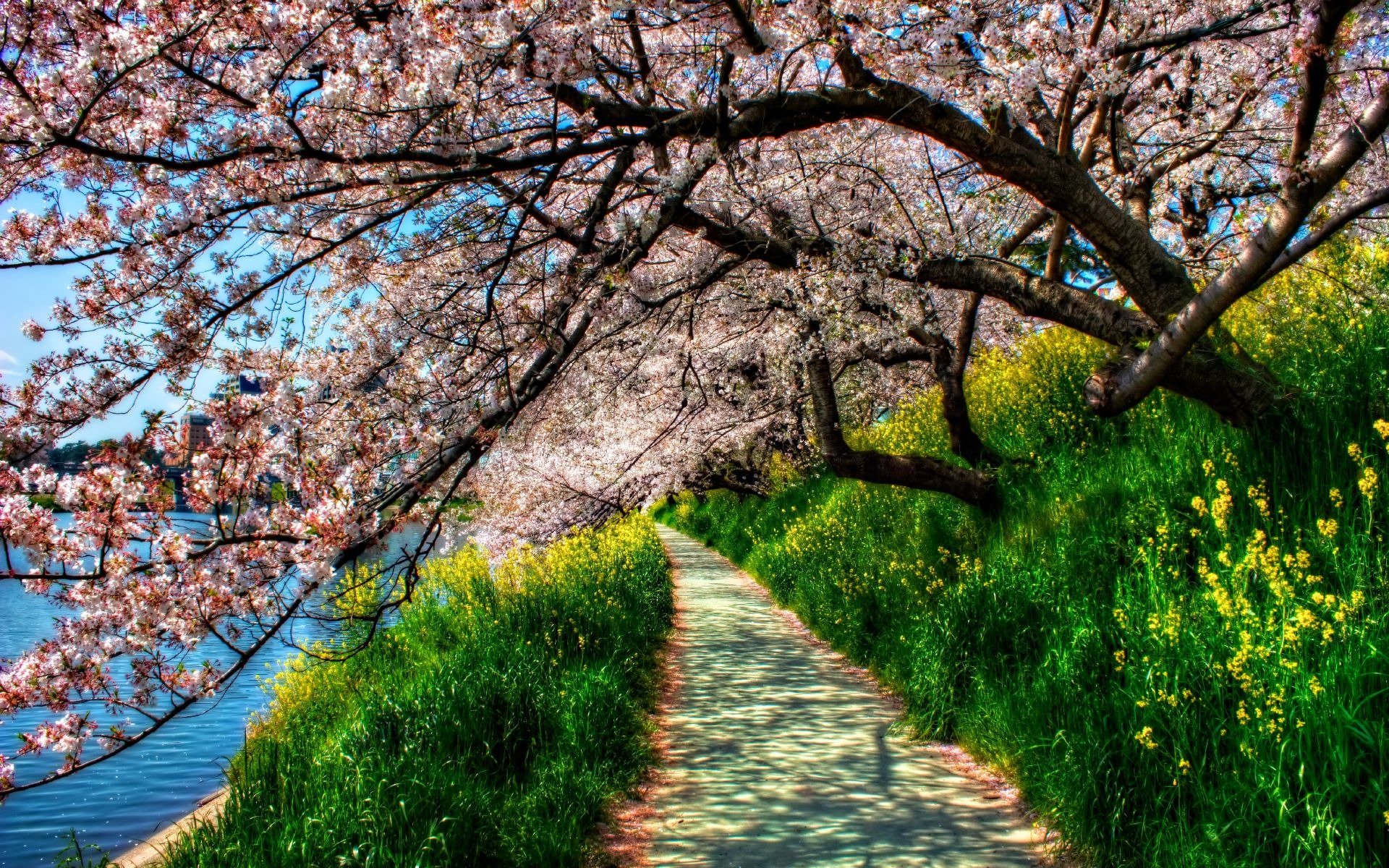 printemps chemin rivière arbres sakura en fleurs vert herbe hdr