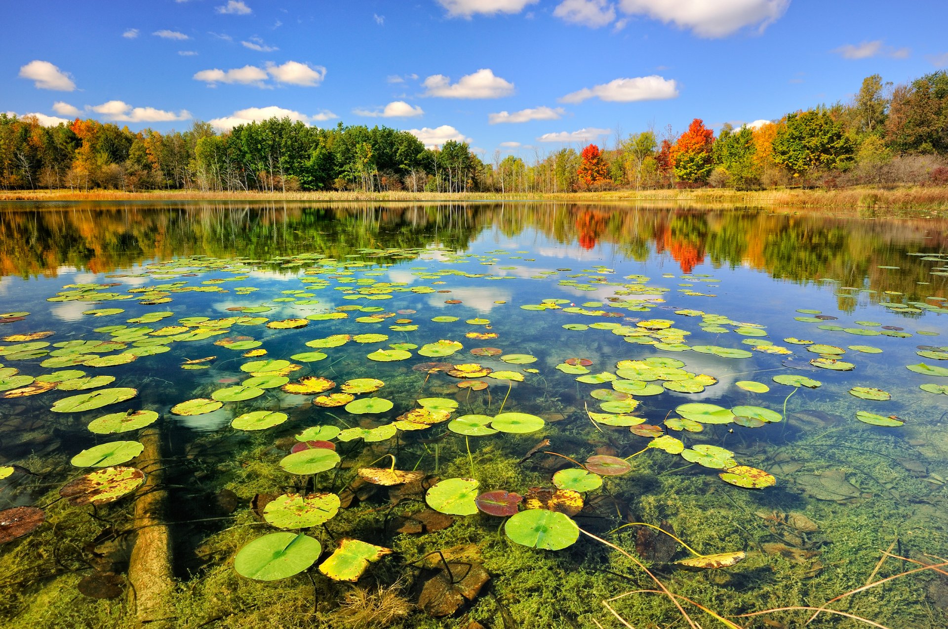 nature automne lac forêt