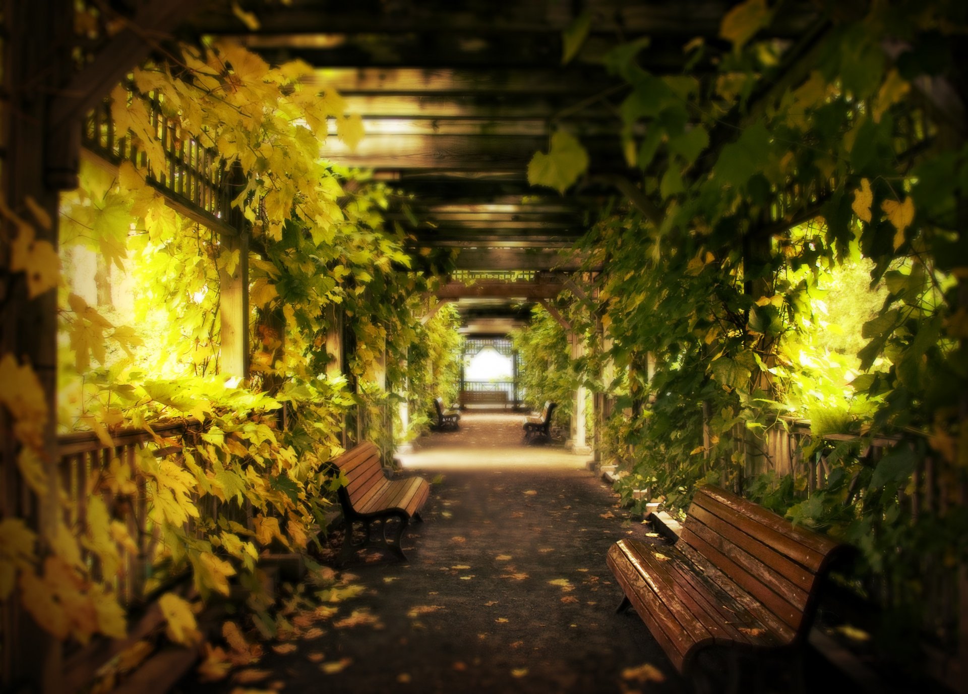 raisins feuilles bancs couloir