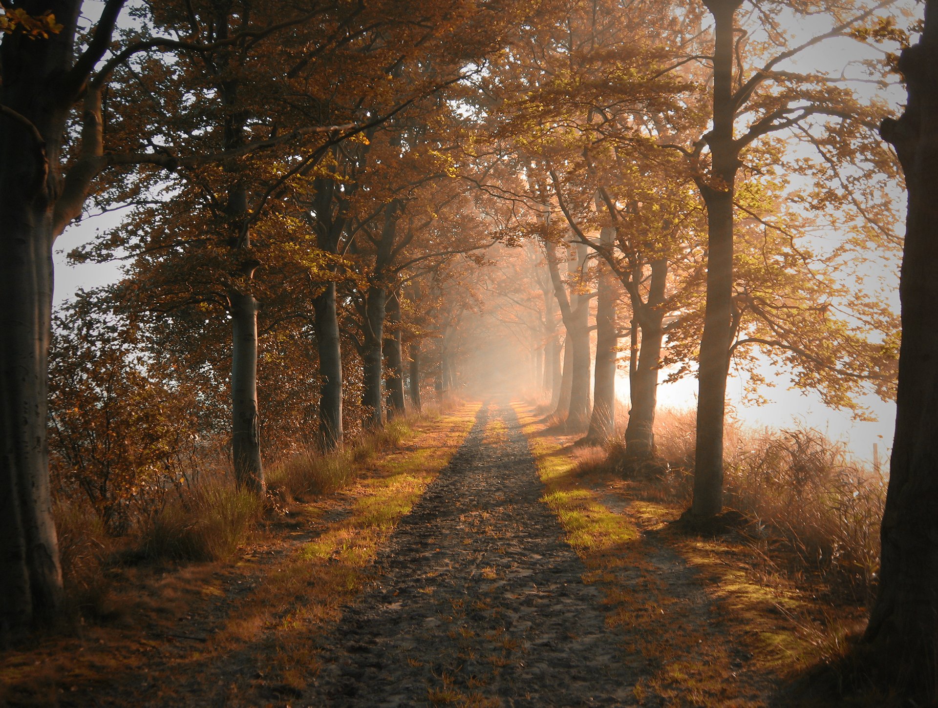 naturaleza camino árboles otoño