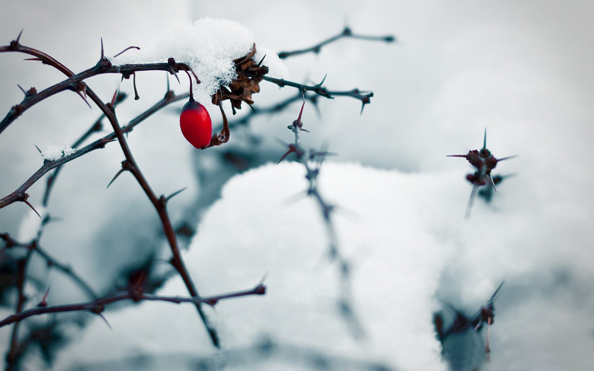 rami spine rosa canina neve bacche ghiaccio