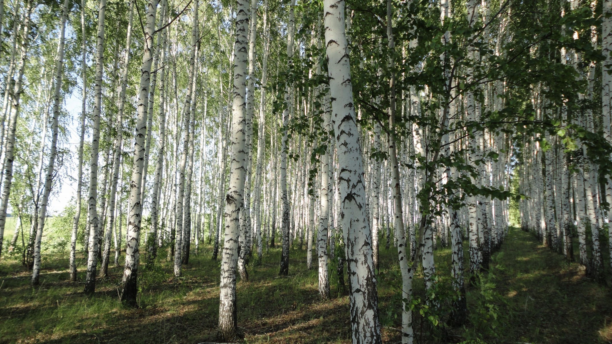 pring birch planting leave