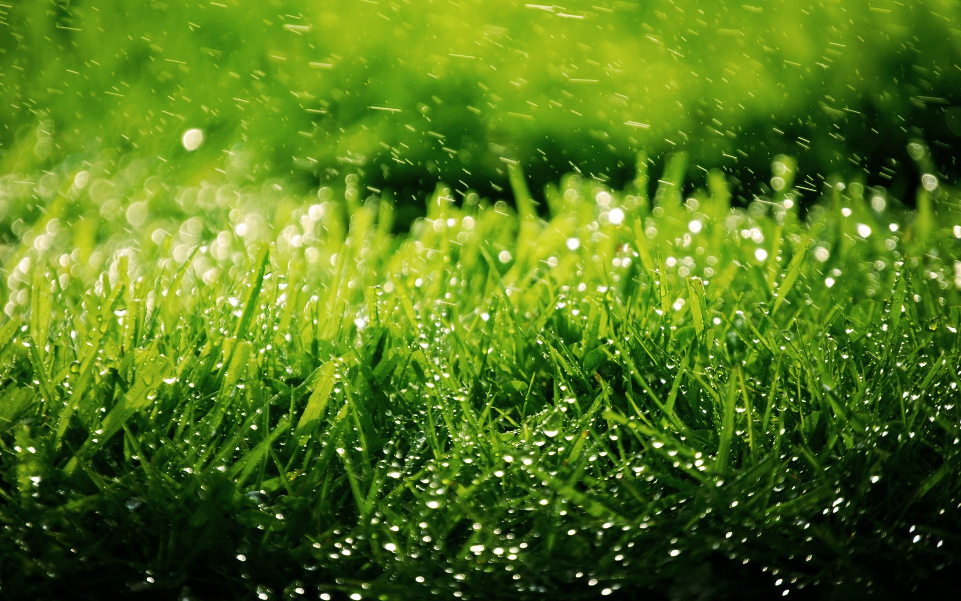 nature plants grass green turf drops spray background wallpaper