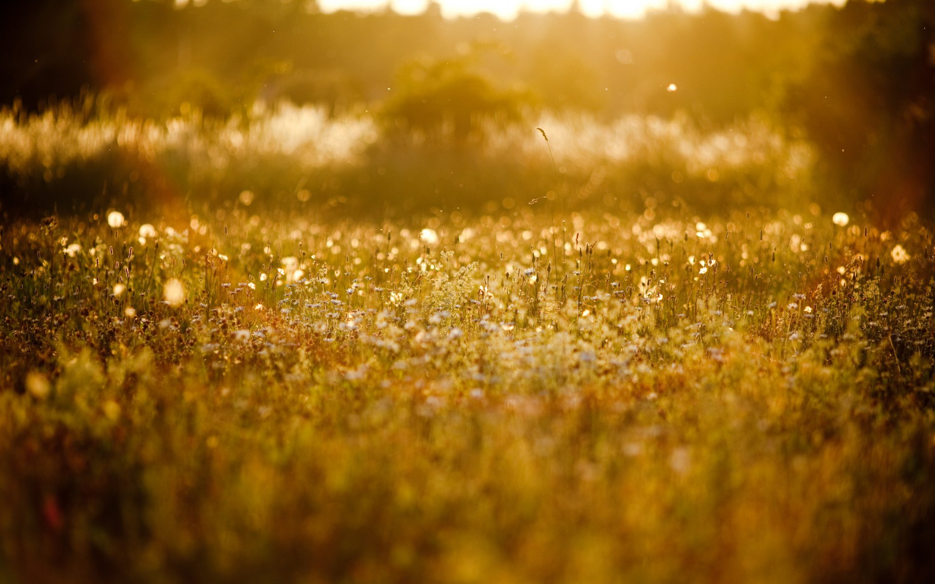 claro hierbas naturaleza plantas floración verano sol desenfoque fondo fondo de pantalla