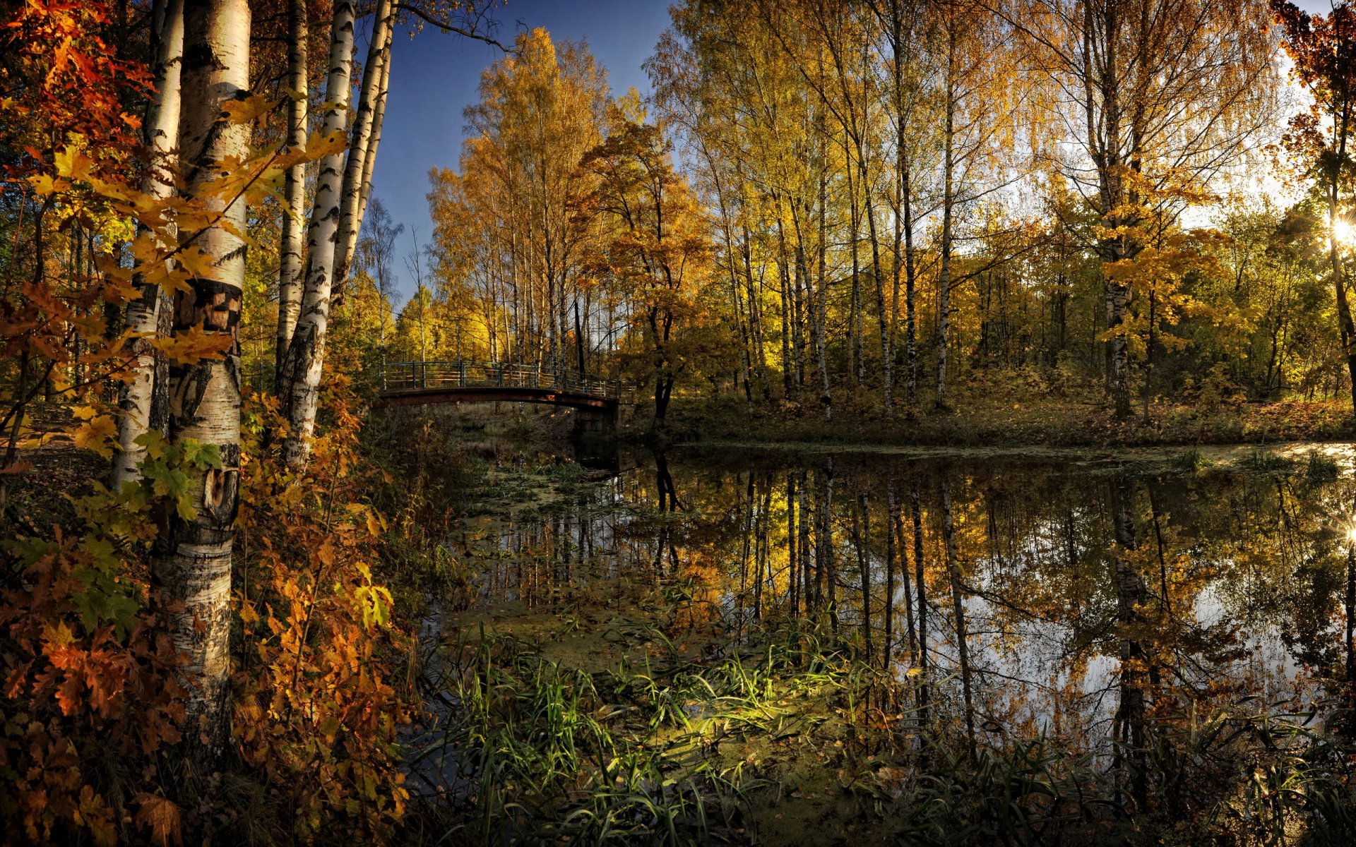 bosque árboles río puente otoño follaje agua reflexión pureza