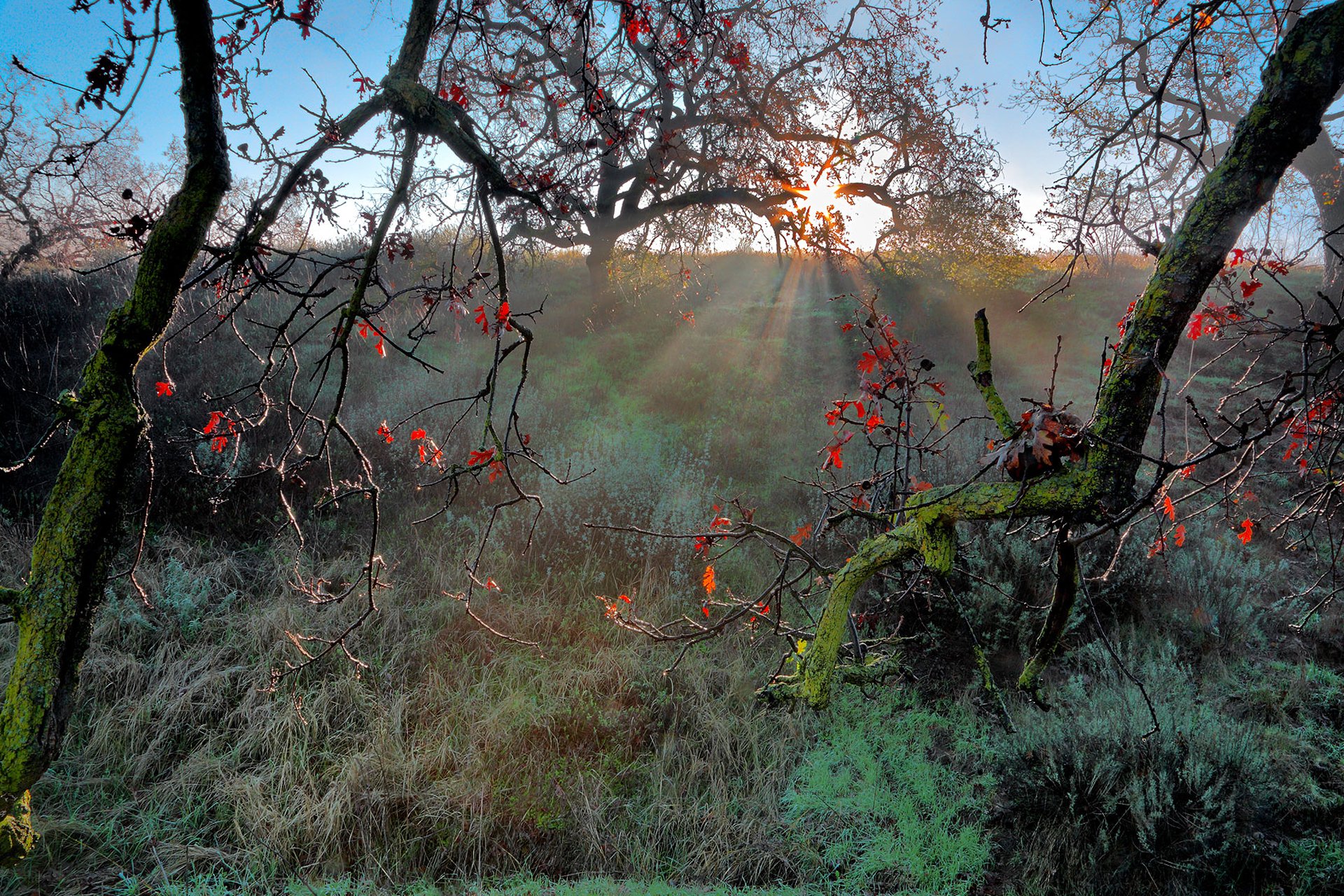 natura autunno rami sole