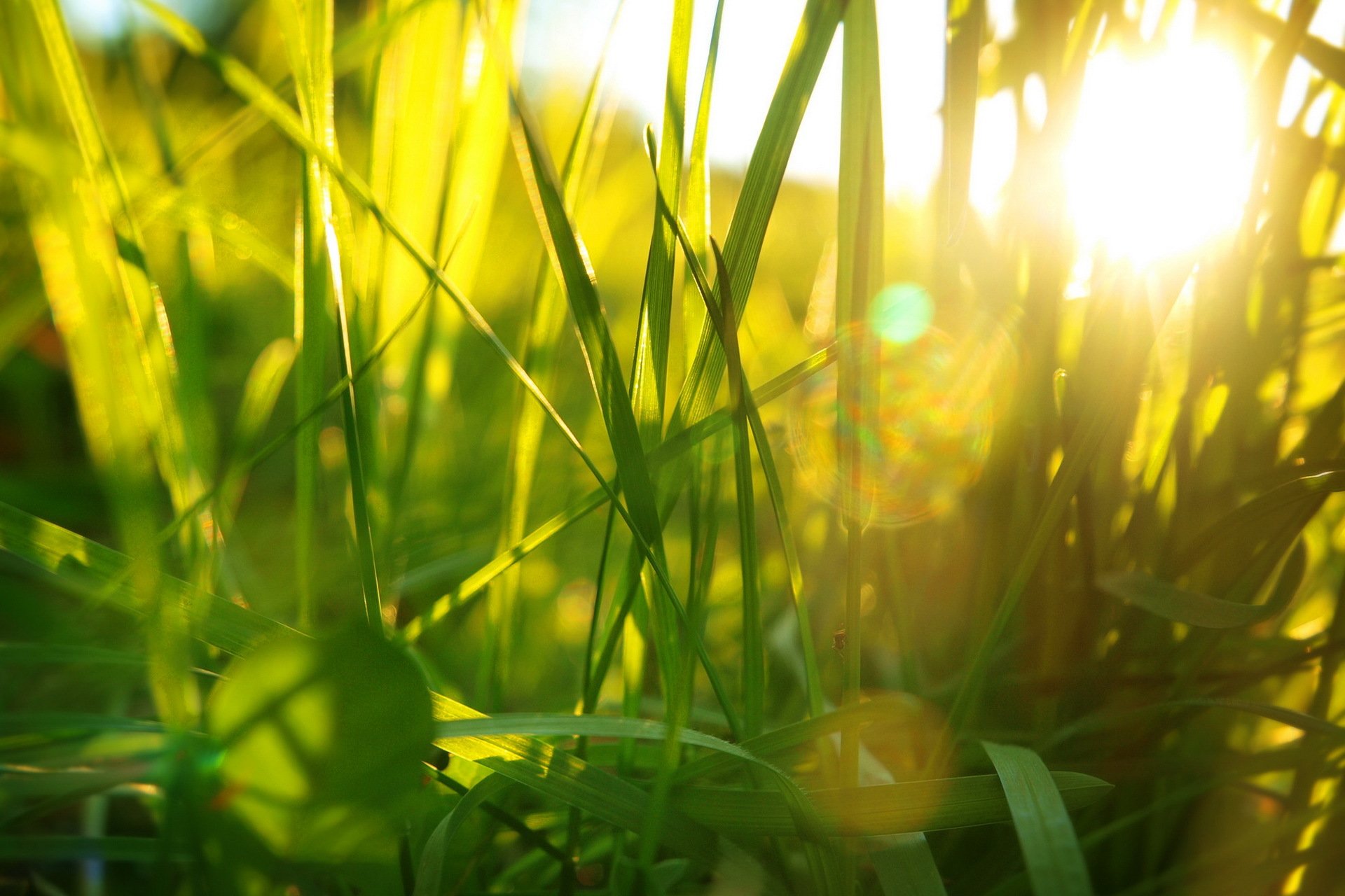 gras licht sommer