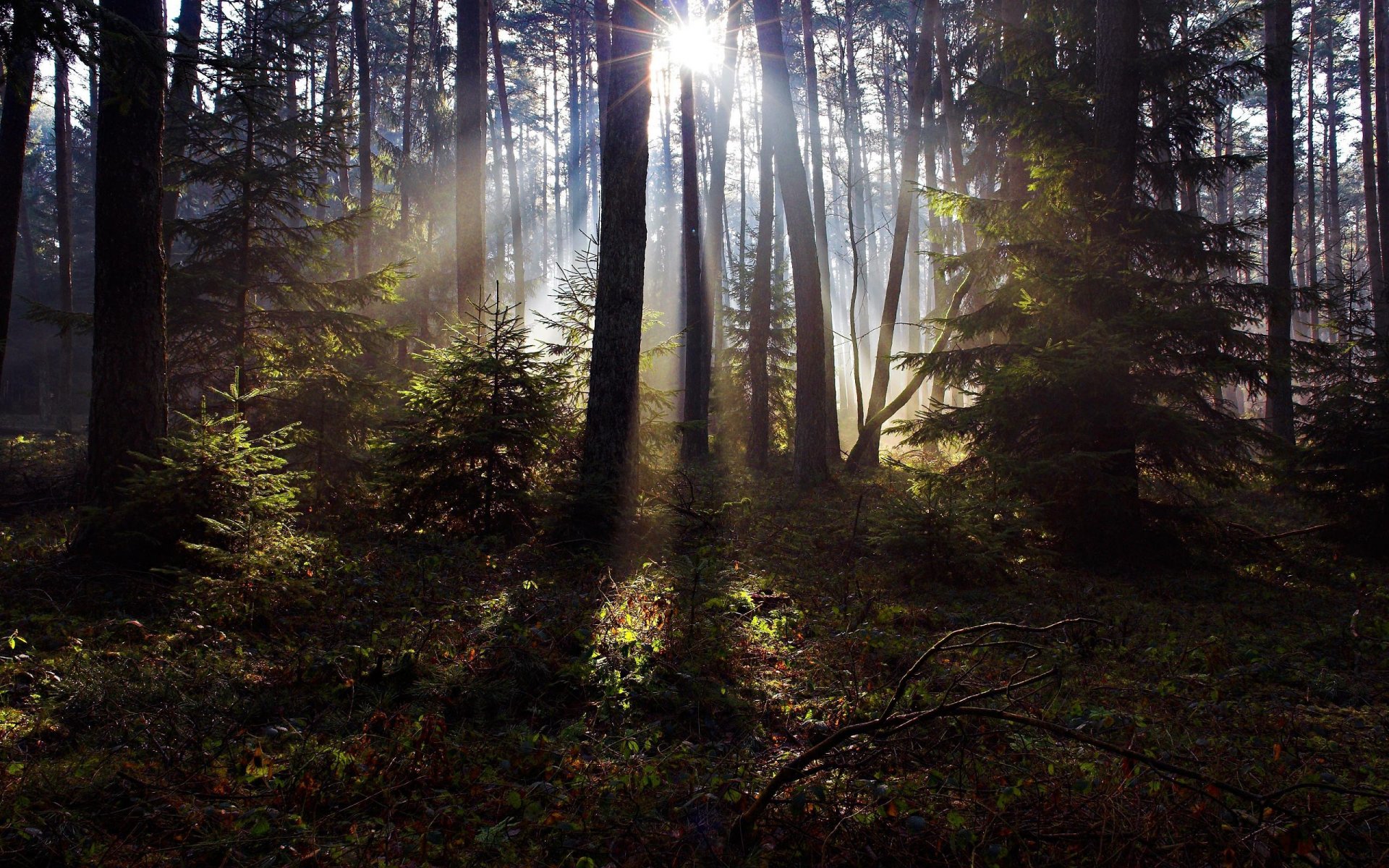 wald bäume tannen kiefern gras laub sonne strahlen licht