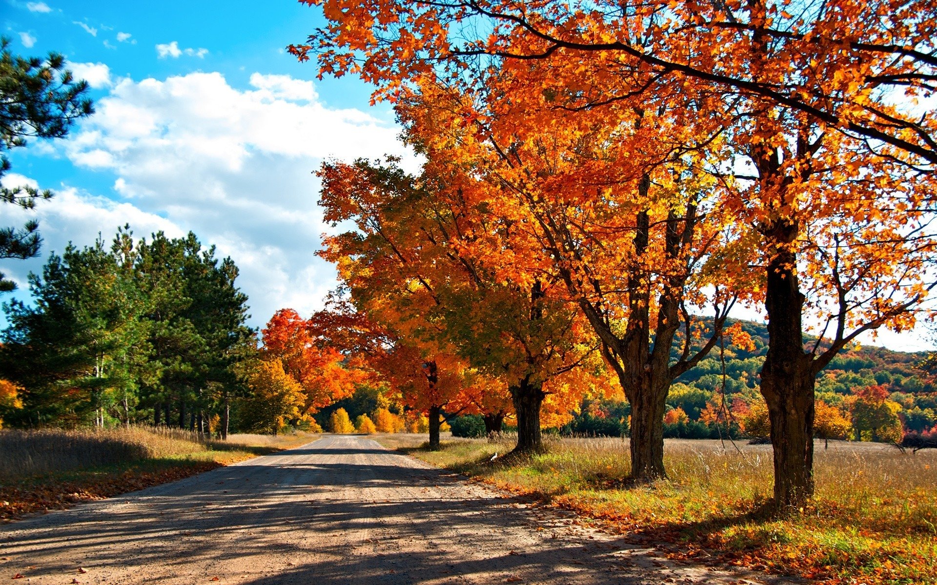 autumn tree road forest colors of autumn