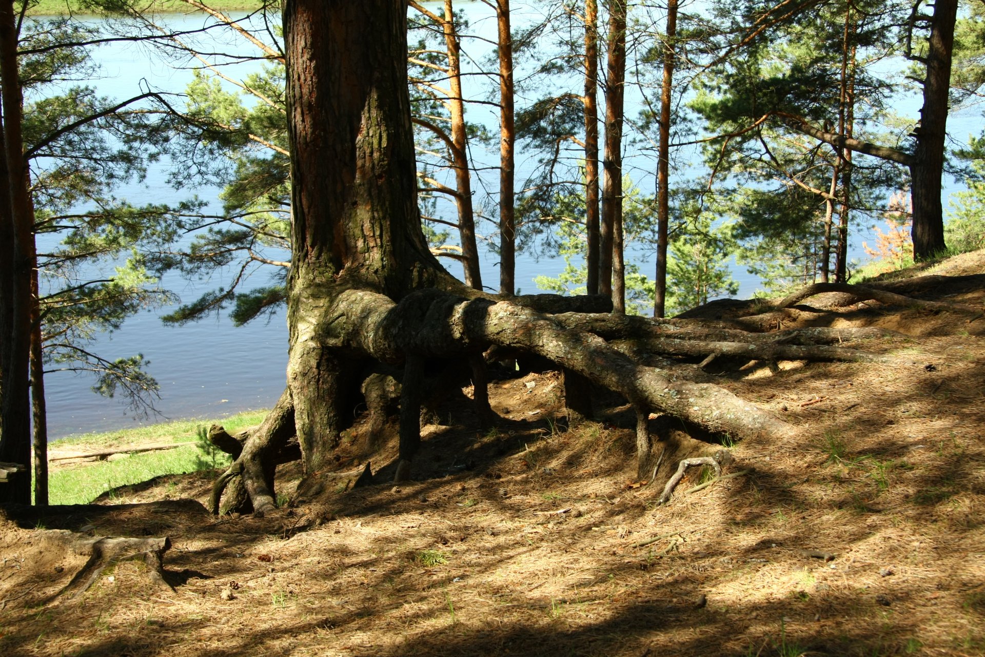 natura sosna korzenie rzeka brzeg las drzewa poranek spacer