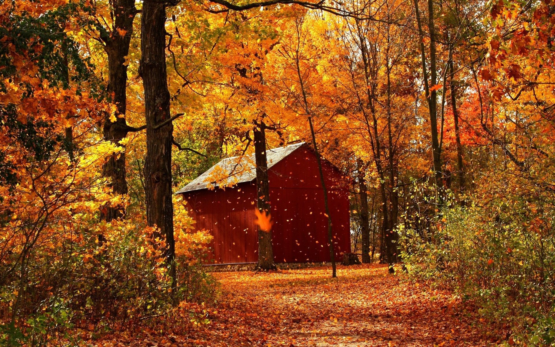 autumn forest house tree leaves path park track nature landscape