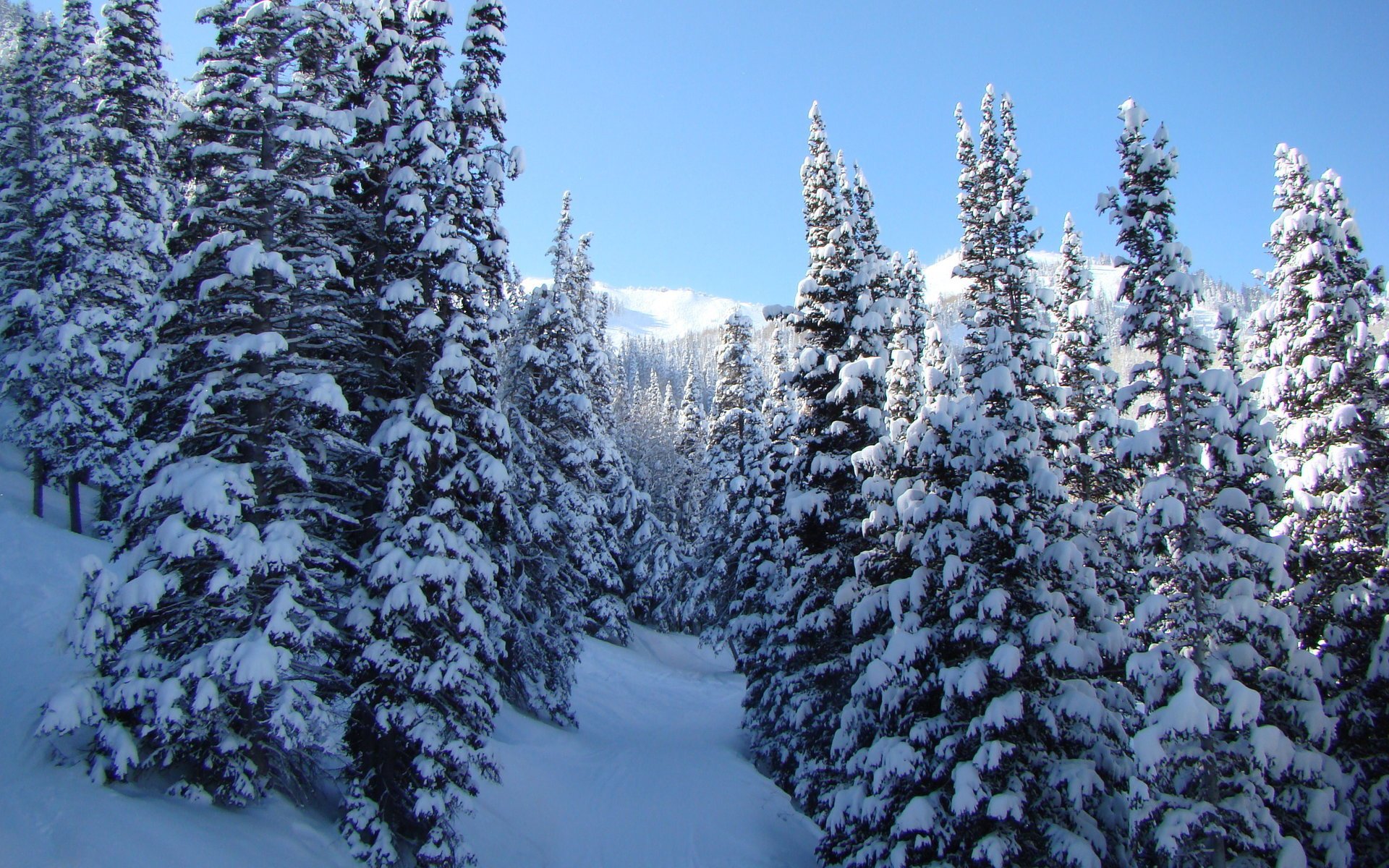 nature landscape winter snow tree