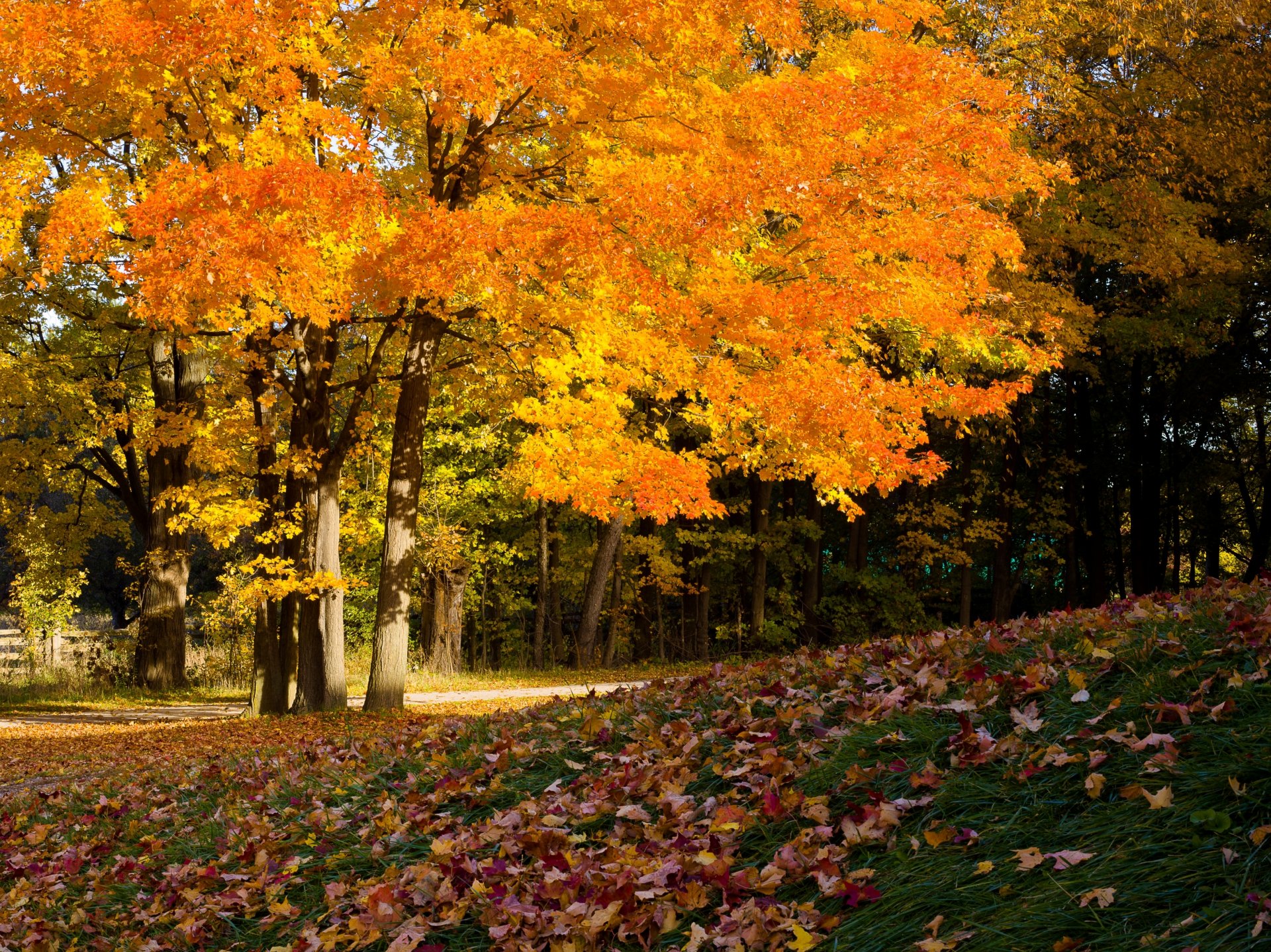 alberi fogliame copertura autunno avanti colori autunnali