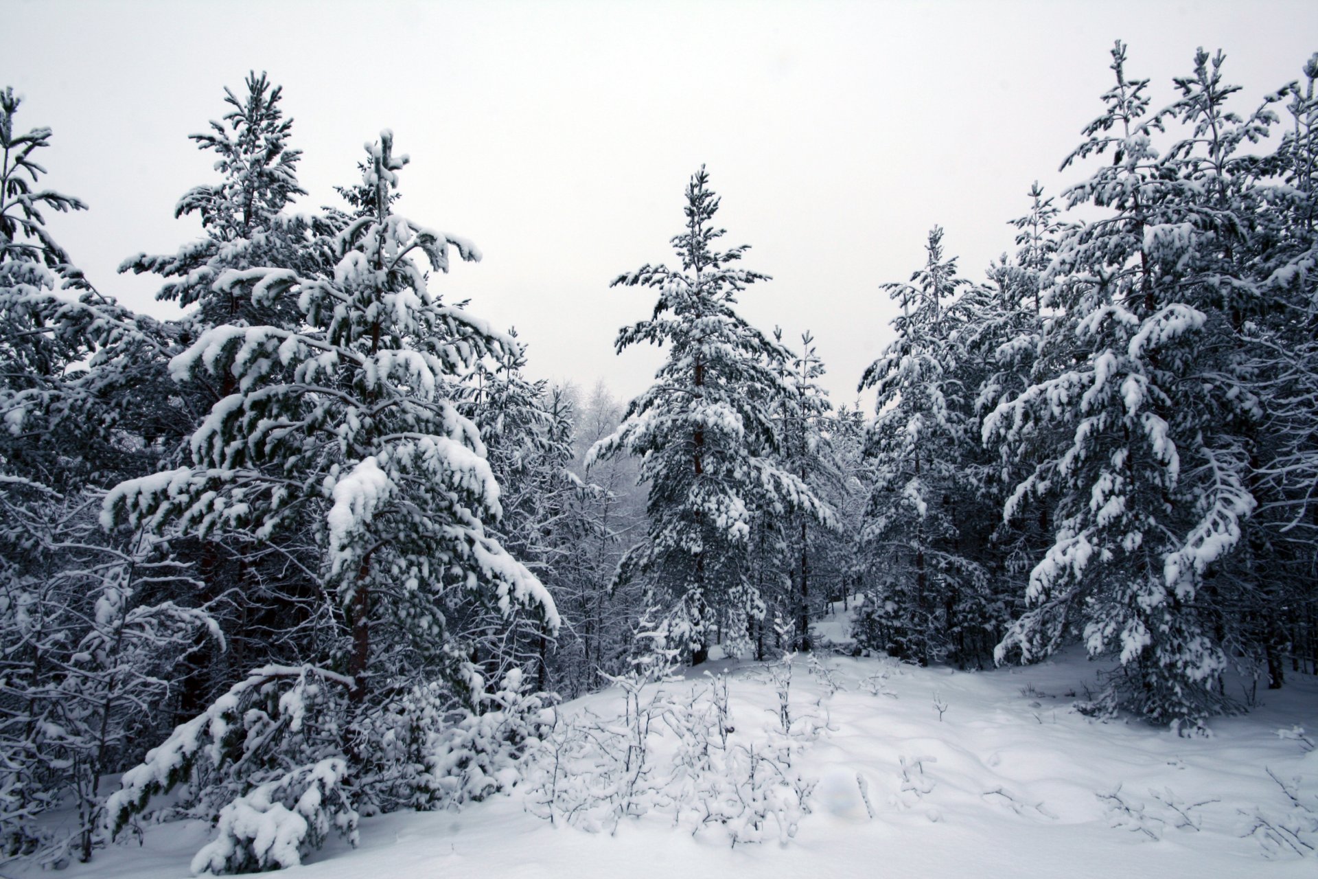 inverno foresta neve alberi