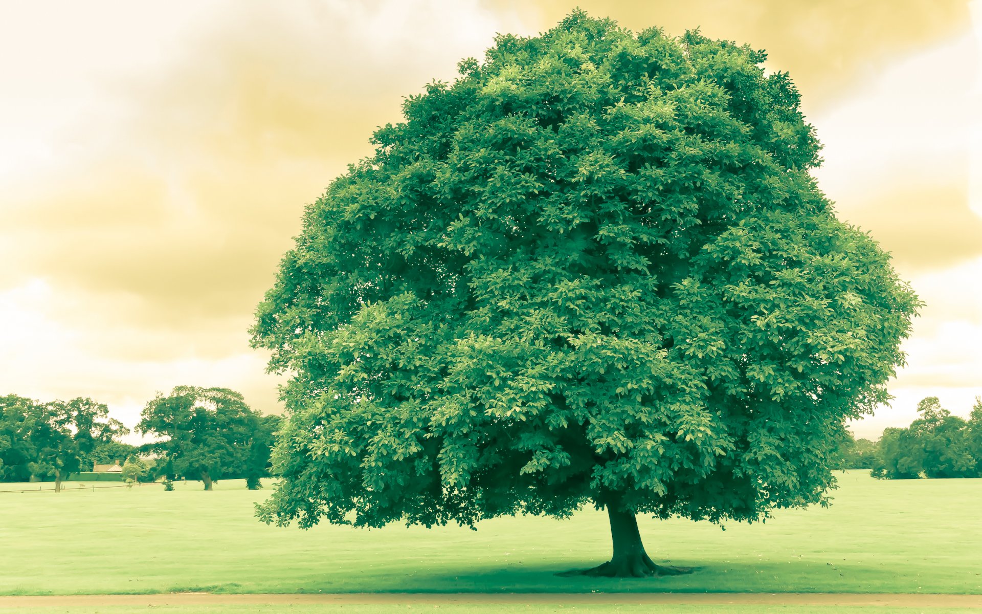 baum park natur grün blätter schönheit