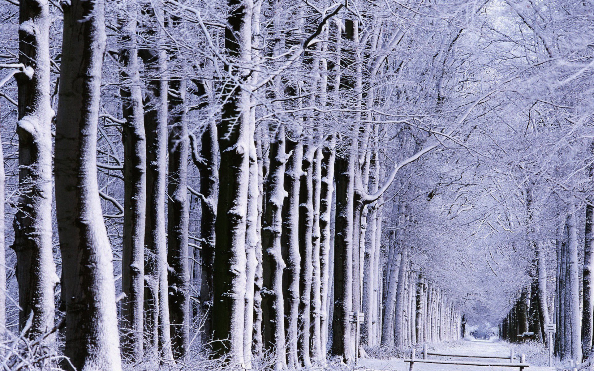 nature parcs ruelles ruelle forêt arbres route routes neige hiver hiver humeur humeur