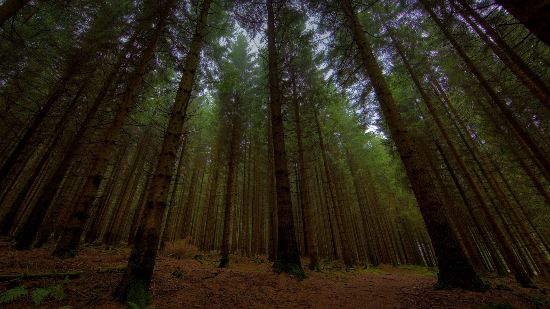 full hd 2560x1440 nature photo dans la forêt bois arbres crépuscule soirée