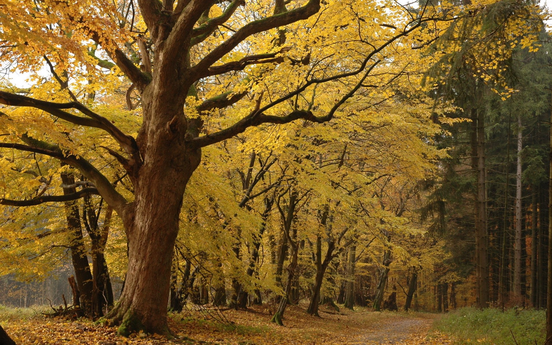 otoño parque forestal bosque árboles hojas amarillo