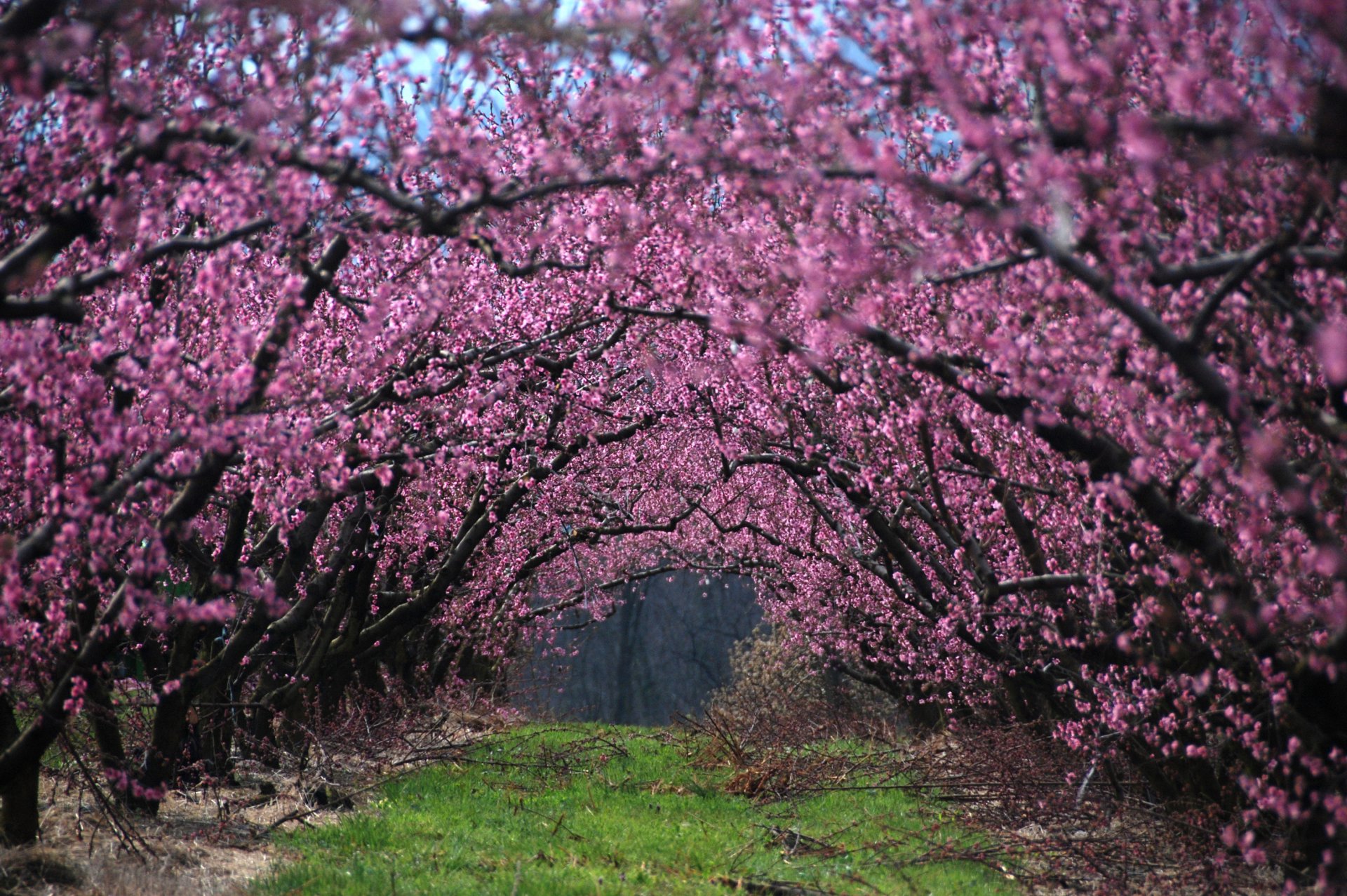 printemps floraison arbres fleurs branches branches herbe ruelle nature