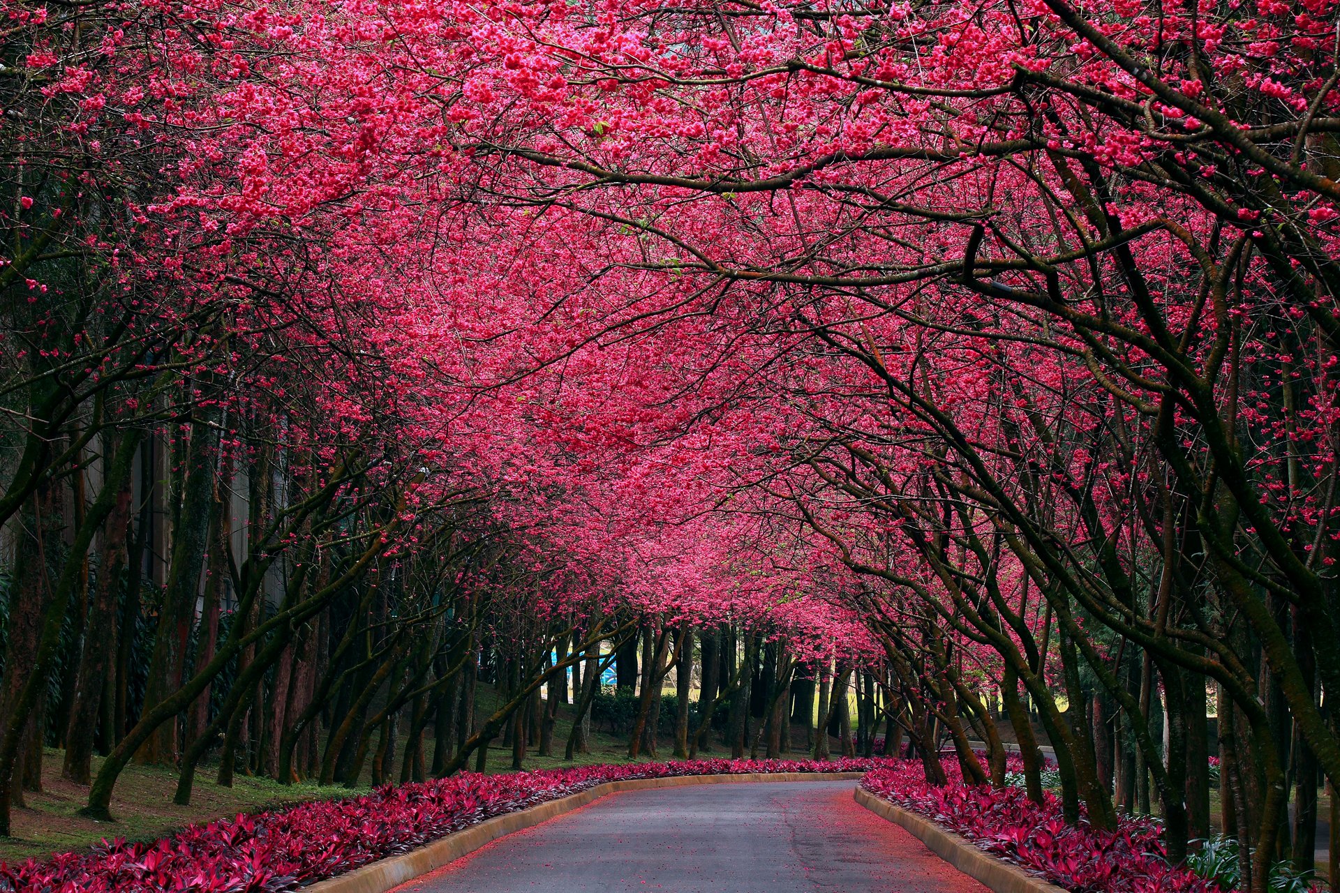 nature park alley sakura flowers spring