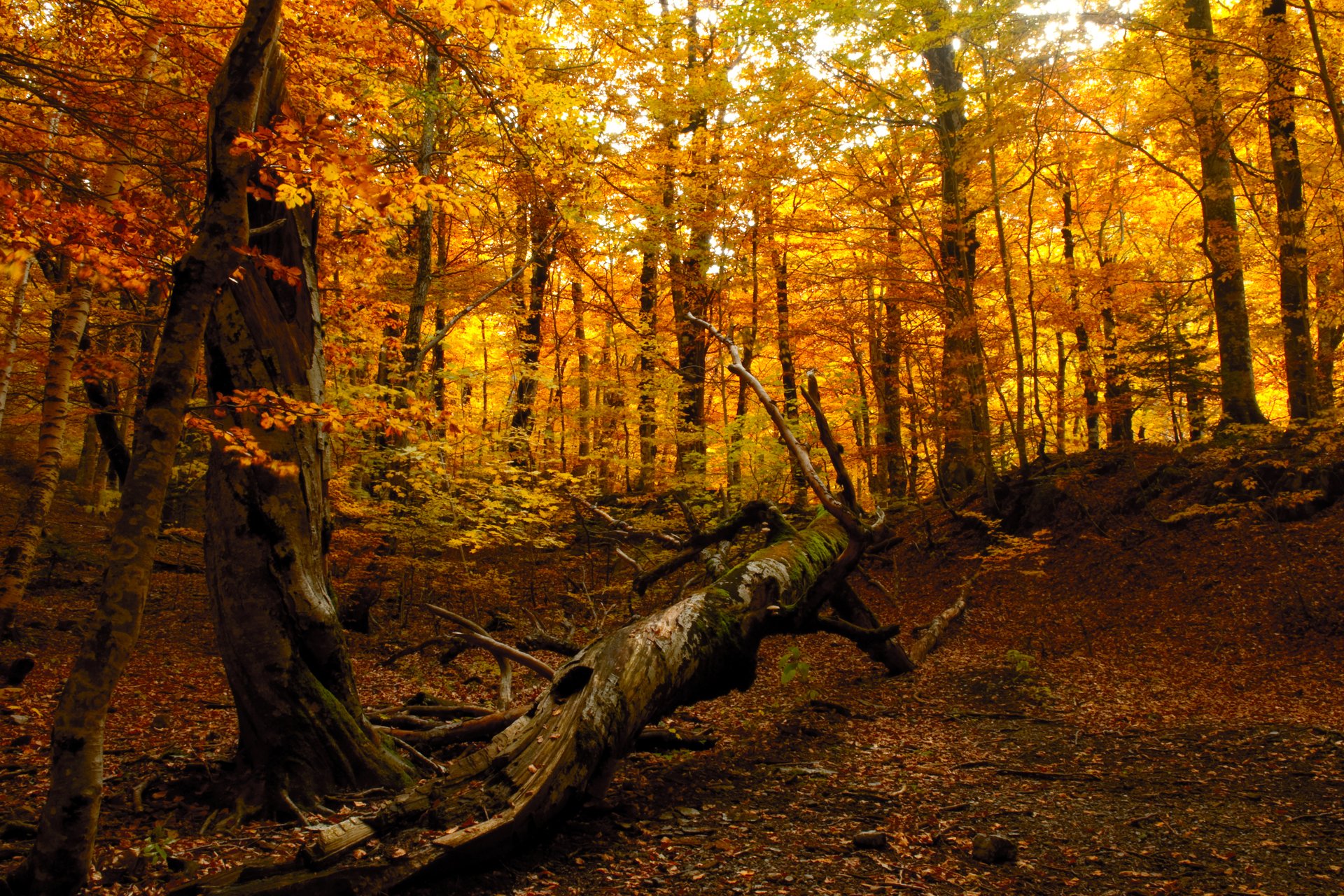 naturaleza bosque otoño árbol